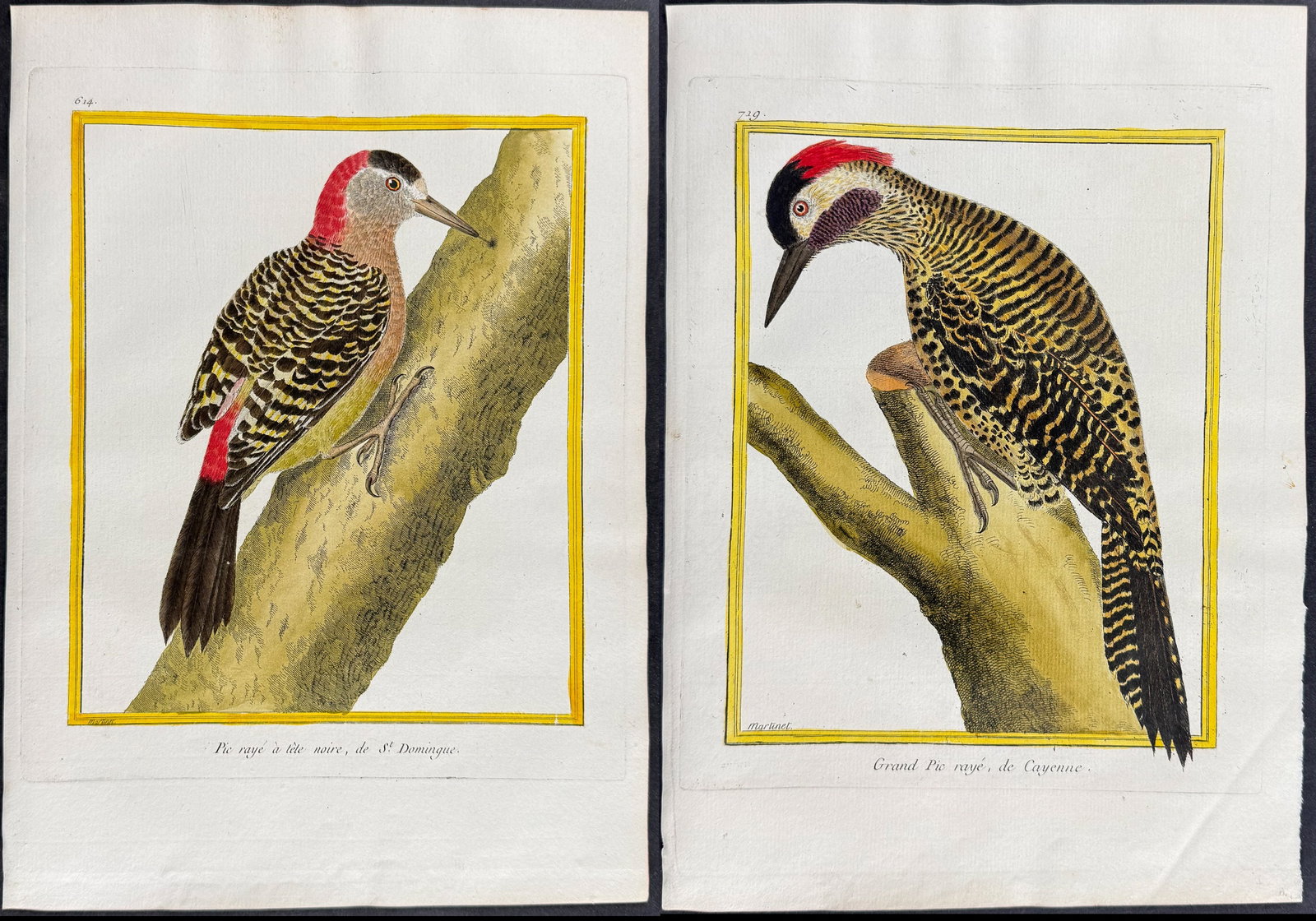 Martinet & Buffon - 4 Woodpecker Engravings (1 of 5)