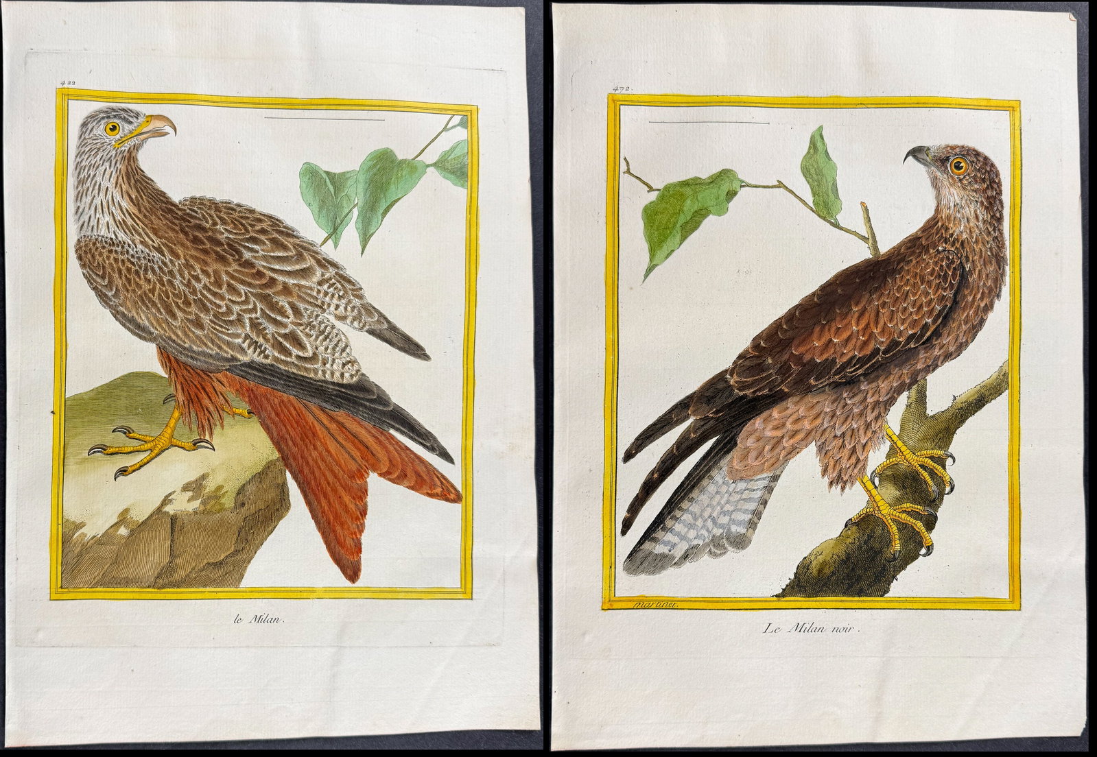 Martinet & Buffon - Pair of Kite Engravings: This originally hand-colored engraving is from Georges-Louis Leclerc de Buffon & Francois-Nicolas Martinet's work entitled "Histoire Naturelle des Oiseaux". It was published in Paris by Imprimerie