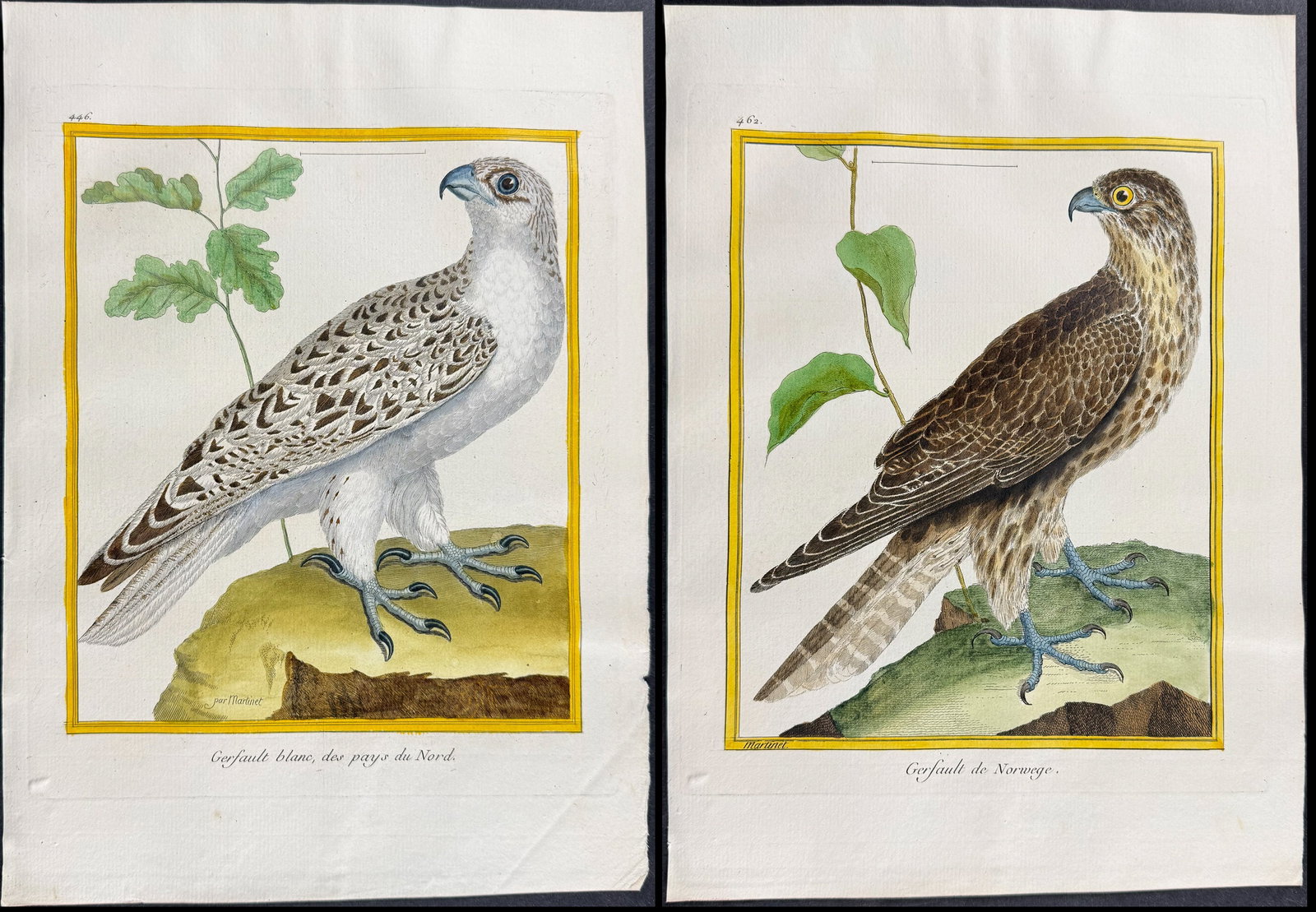 Martinet & Buffon - 3 Gyrfalcon Engravings: This originally hand-colored engraving is from Georges-Louis Leclerc de Buffon & Francois-Nicolas Martinet's work entitled "Histoire Naturelle des Oiseaux". It was published in Paris by Imprimerie