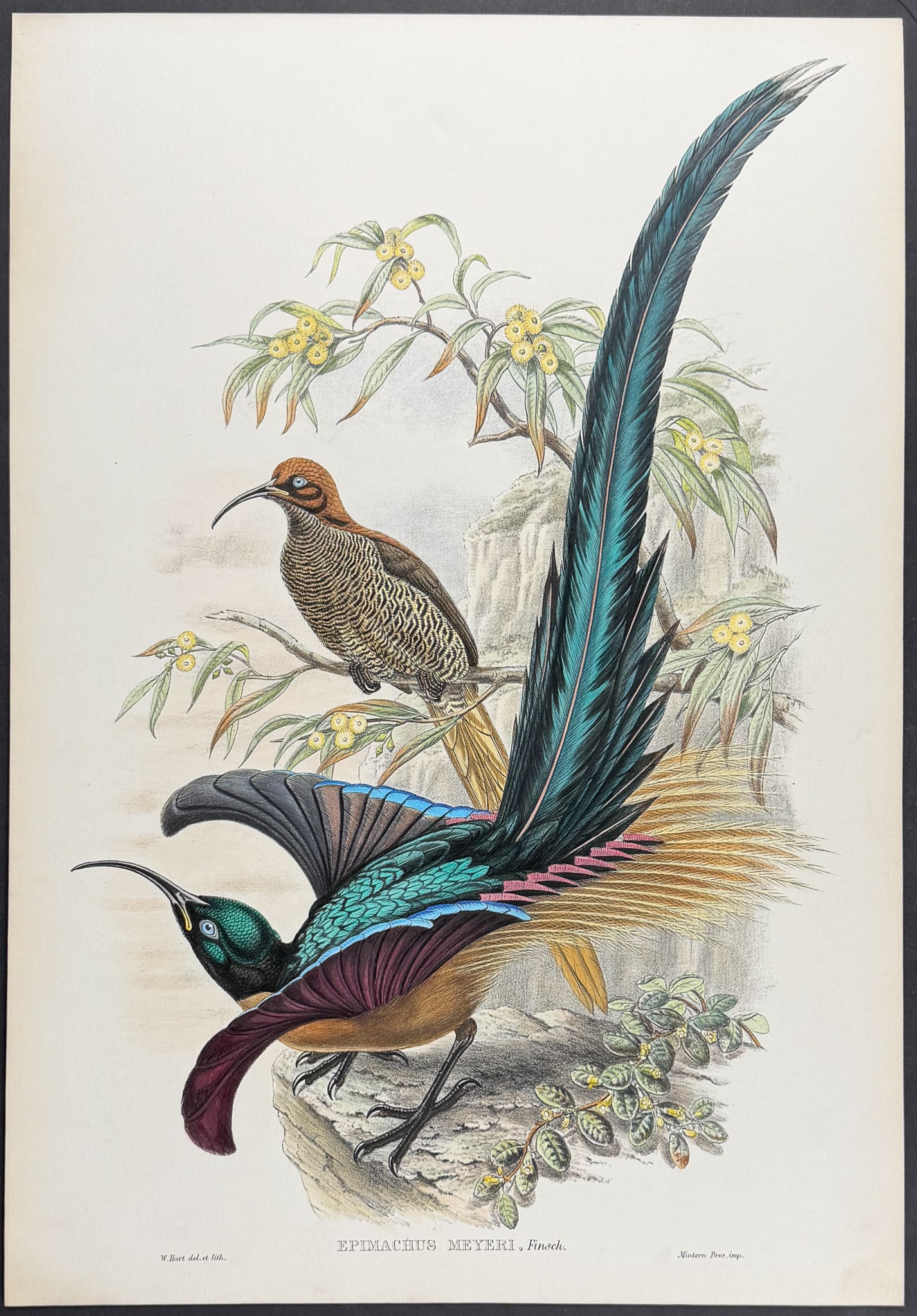 Sharpe & Gould - Meyer's Sickle-billed Bird of Paradise [Epimachus Meyeri] (1 of 1)
