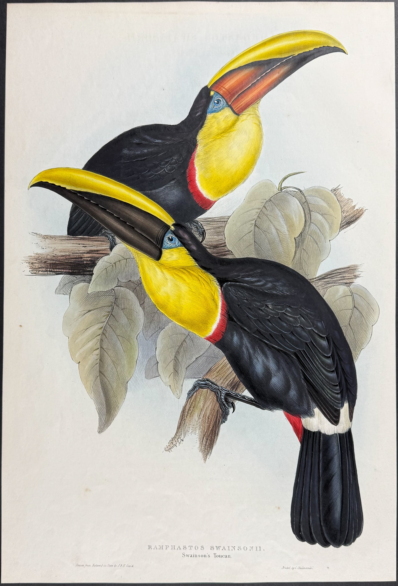 Gould - Swainson's Toucan (1 of 1)