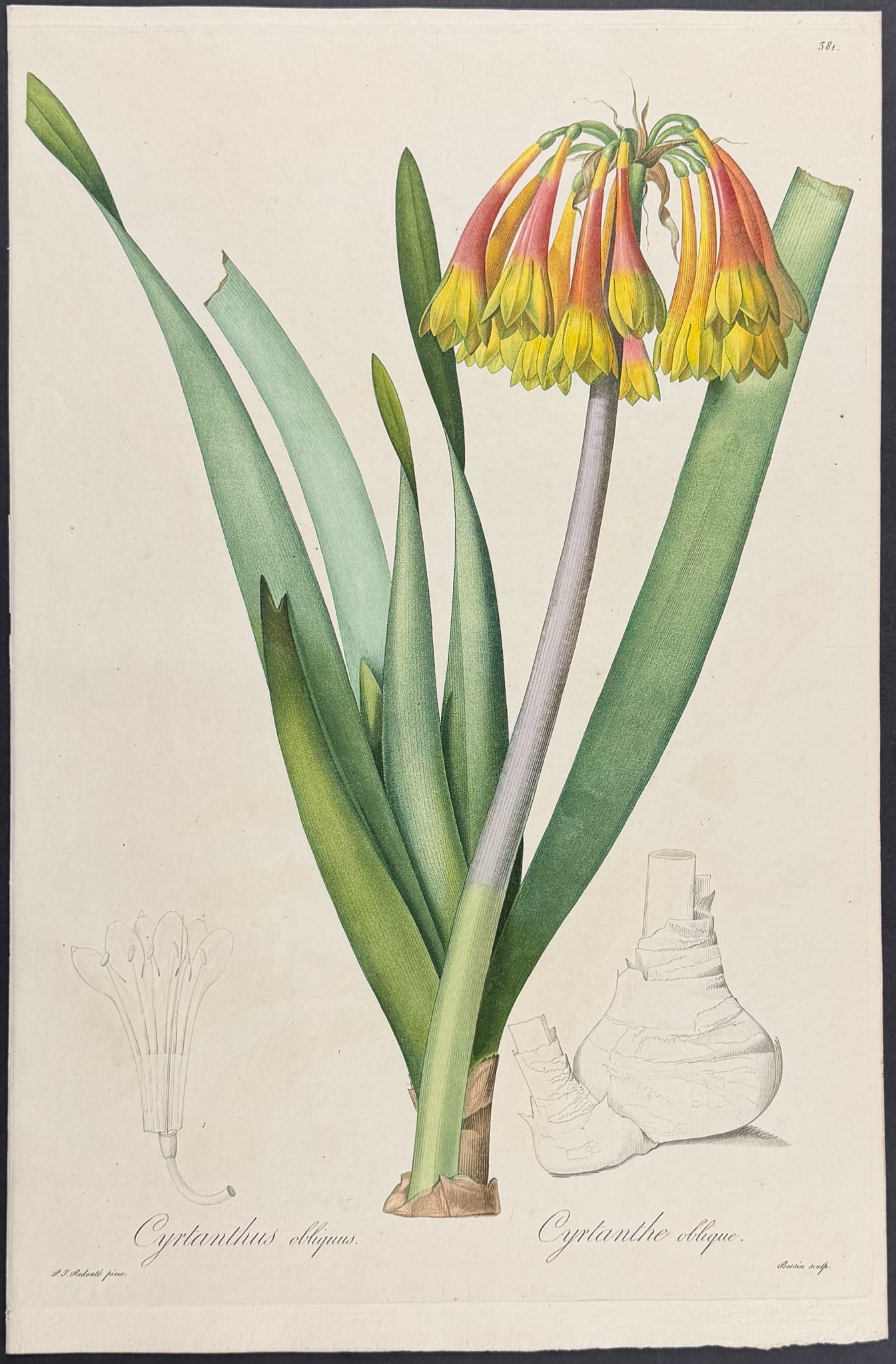 Redoute, Folio - Knysna Lily [Cyrtanthe oblique]: This outstanding botanical engraving is from Pierre-Joseph Redoute's "Album de Redoute". The work was published in Paris by Imprimerie de Remond. It was not dated, but was done circa 1824. Each plate