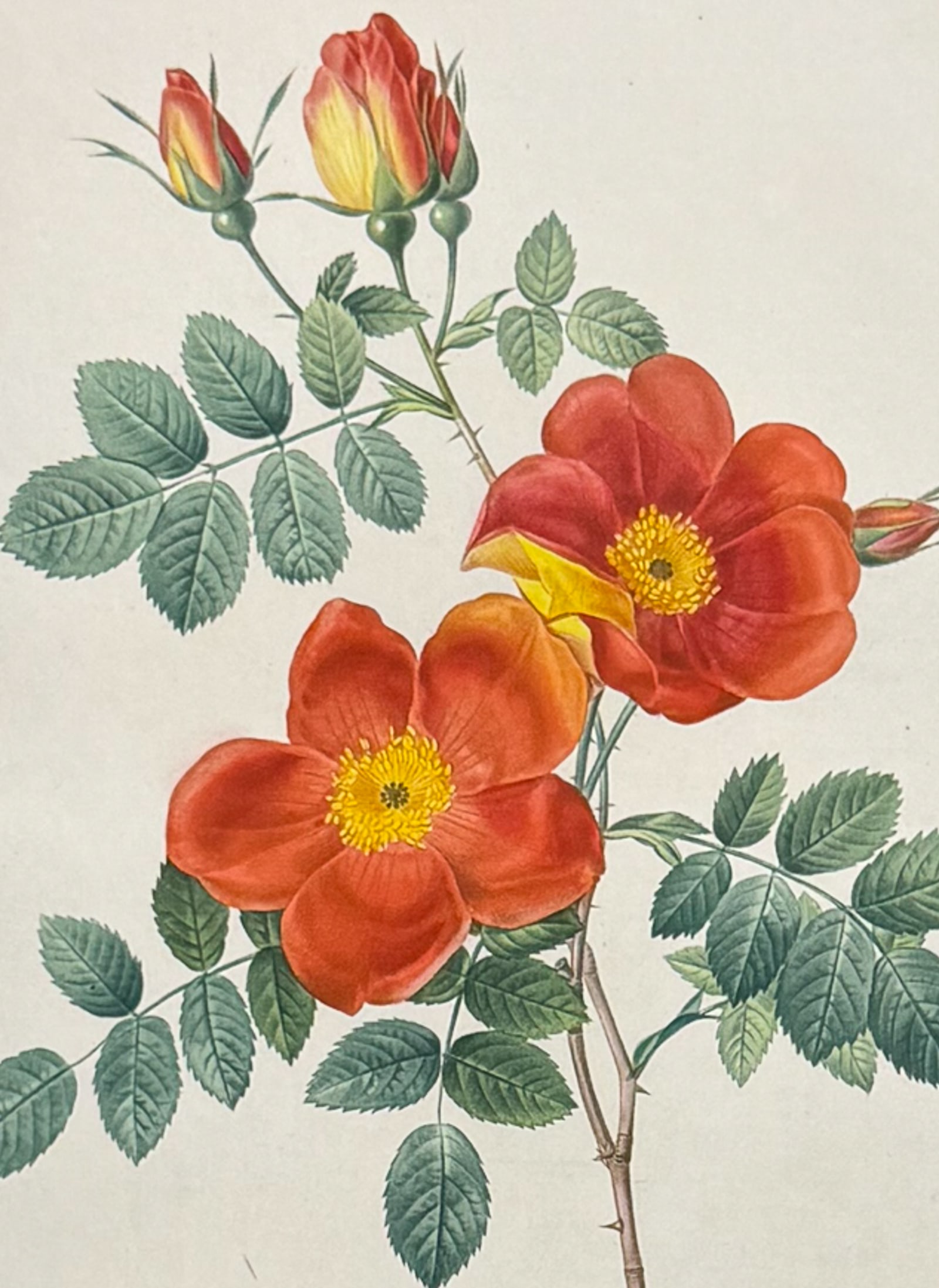 Redoute, Folio - Rose - Rosa eglanteria var. punicea: This outstanding botanical engraving is from Pierre-Joseph Redoute's "Album de Redoute". The work was published in Paris by Imprimerie de Remond. It was not dated, but was done circa 1824. Each plate