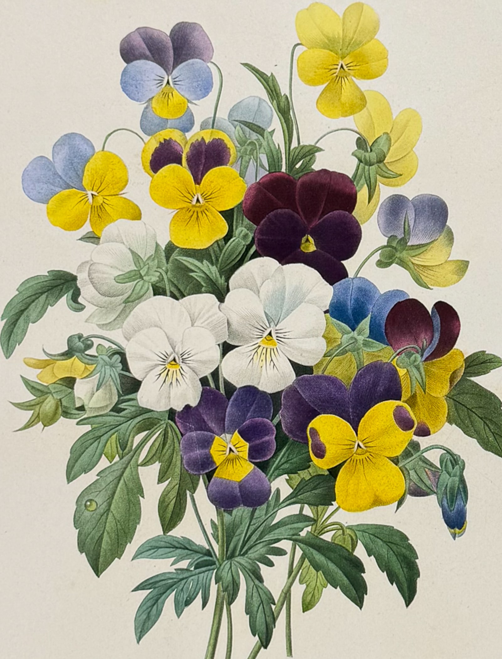 Redoute, Choix, Rare Folio - Pansies [Bouquet de Pensees]: This striking originally hand-colored stipple engraving is from Pierre Joseph Redoute's "Le Choix des Plus Belles Fleurs". This is from the first edition of the work and was published in Paris between