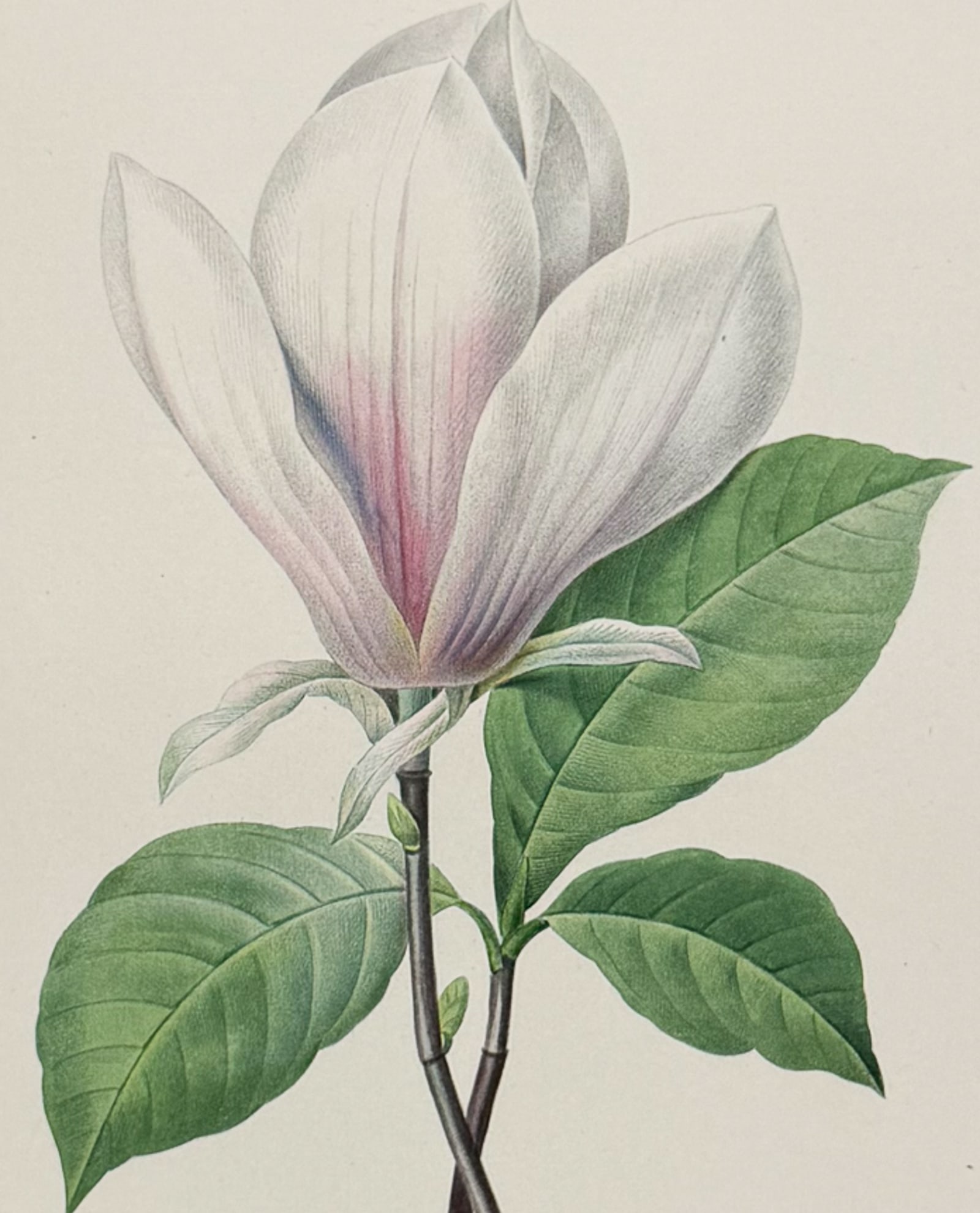 Redoute, Choix, Rare Folio - Magnolia [Magnolia Soulangiana]: This striking originally hand-colored stipple engraving is from Pierre Joseph Redoute's "Le Choix des Plus Belles Fleurs". This is from the first edition of the work and was published in Paris between