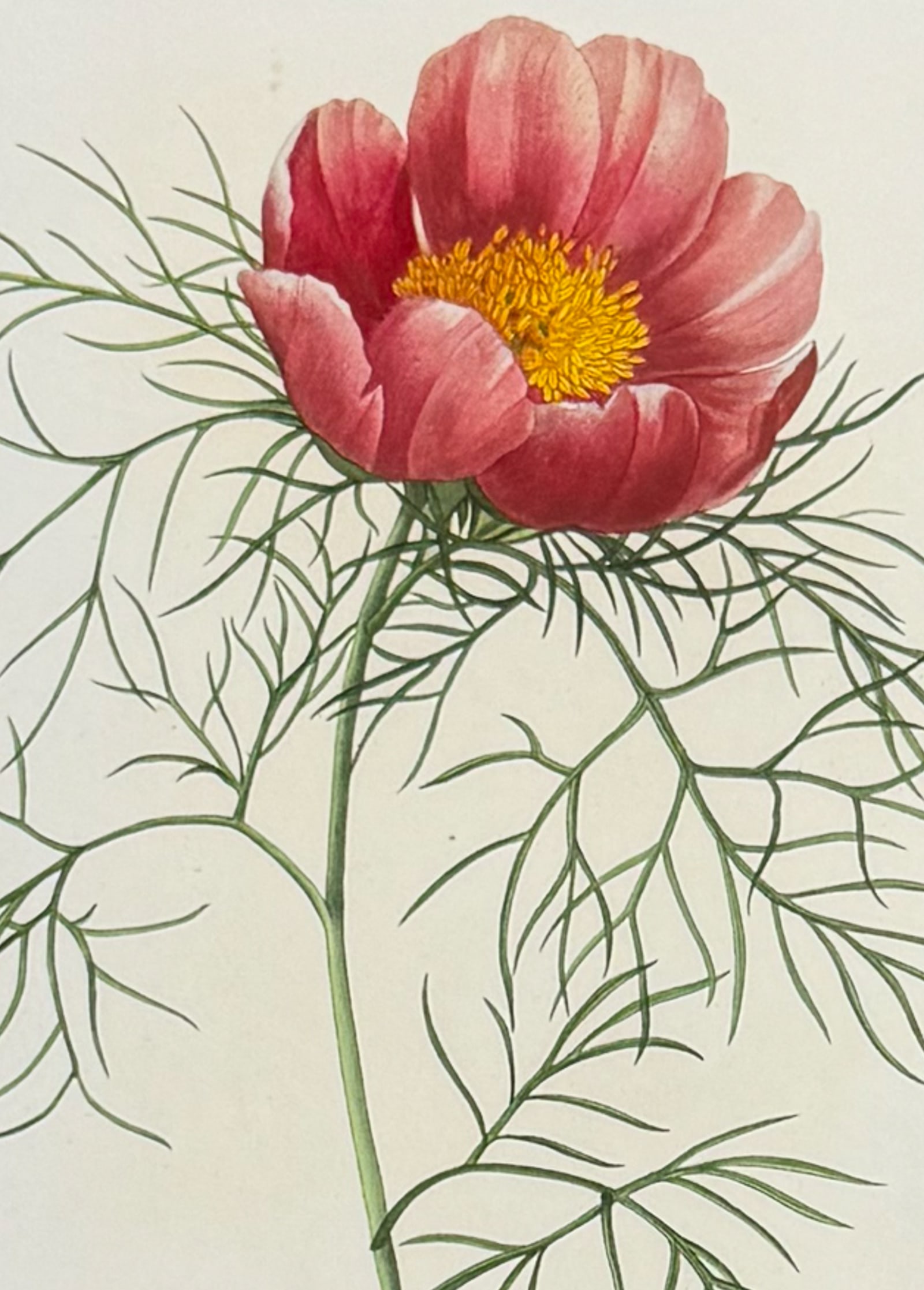Redoute, Choix, Rare Folio - Peony [Paeonia teniufolia]: This striking originally hand-colored stipple engraving is from Pierre Joseph Redoute's "Le Choix des Plus Belles Fleurs". This is from the first edition of the work and was published in Paris between