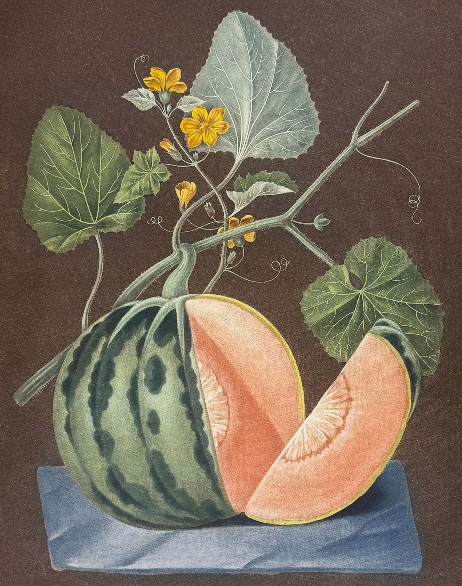 Brookshaw, Folio - Melon. 68