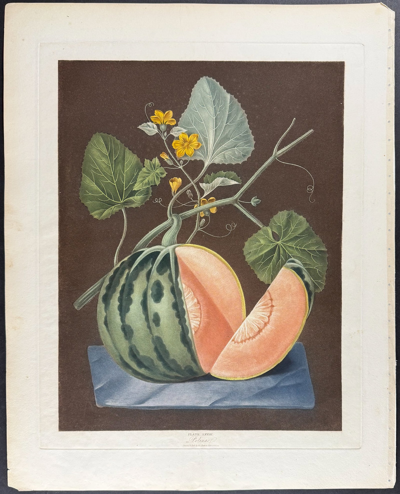 Brookshaw, Folio - Melon. 68 - 2