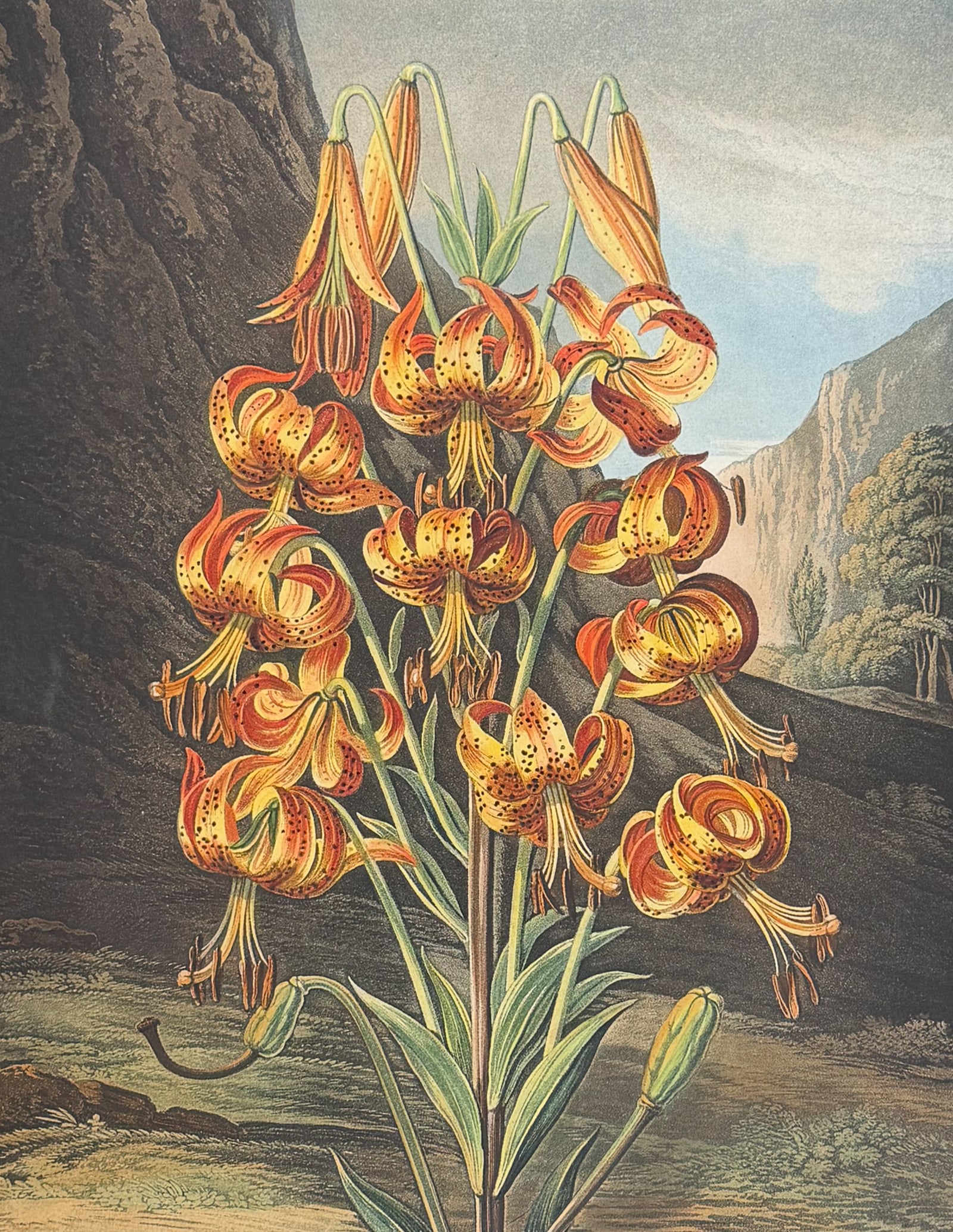 Thornton, Folio - The Superb Lily (1 of 2)