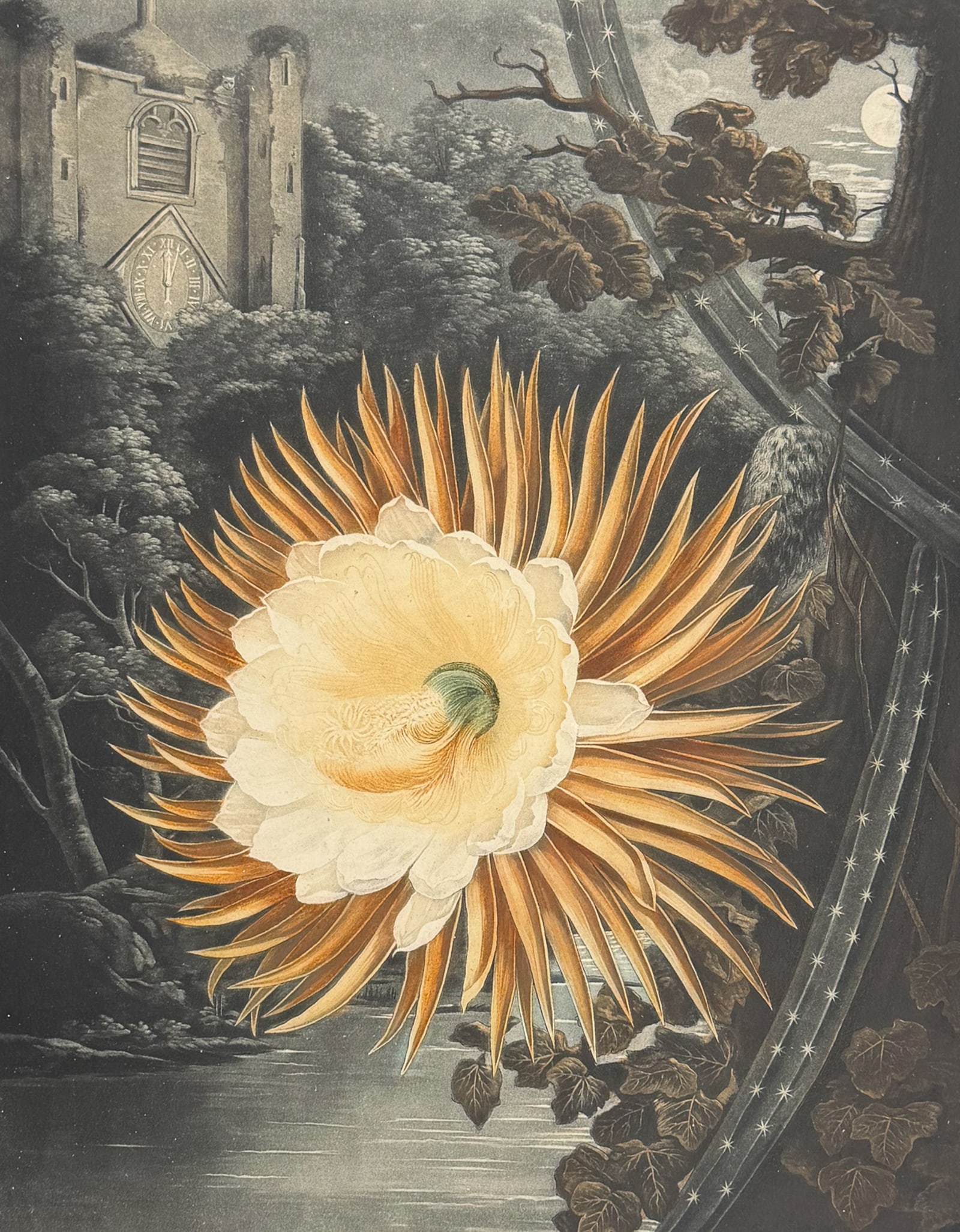 Thornton, Folio - The Night-Blowing Cereus (Cactus) (1 of 2)