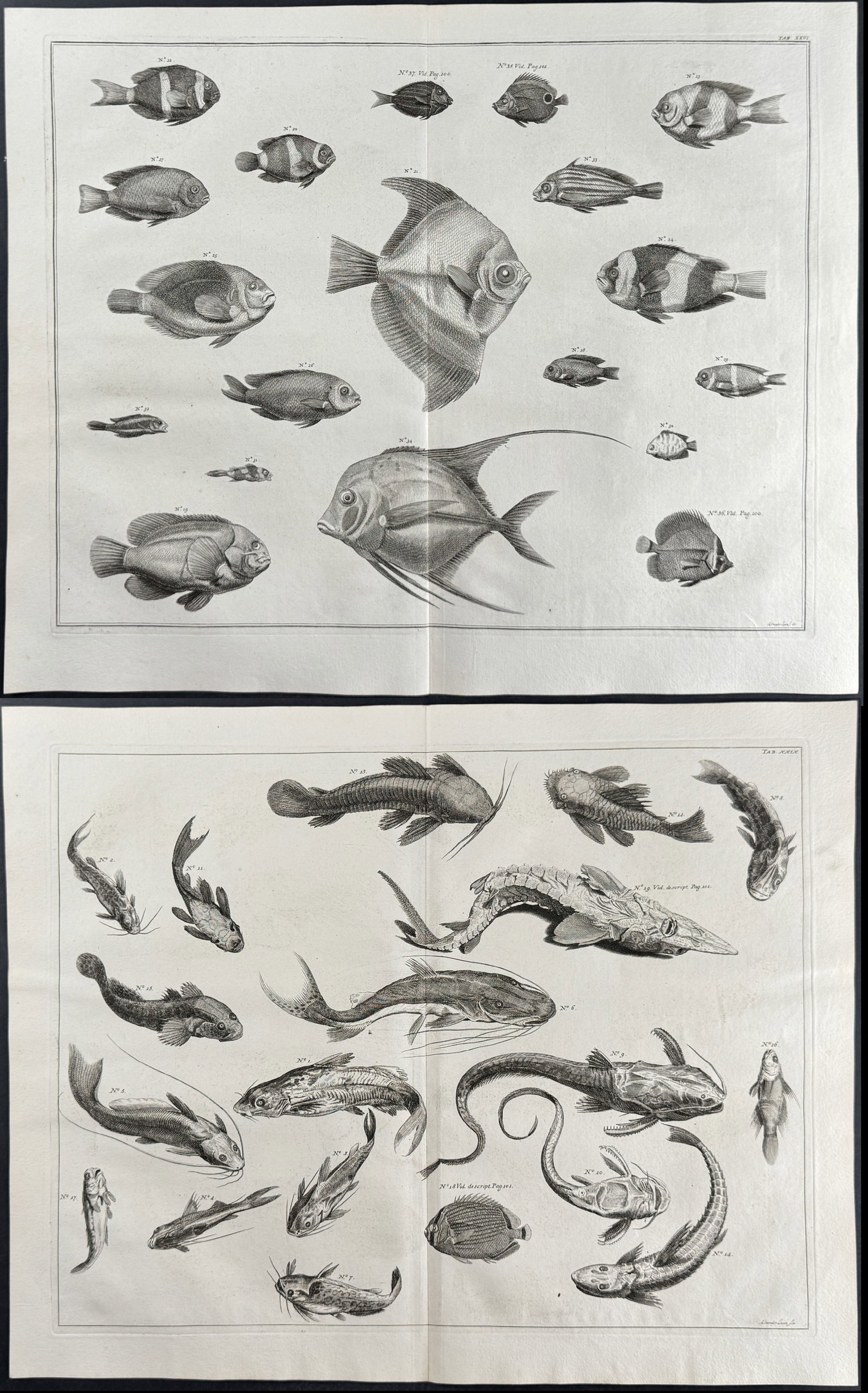 Seba - Pair of Fish Engravings (1 of 3)