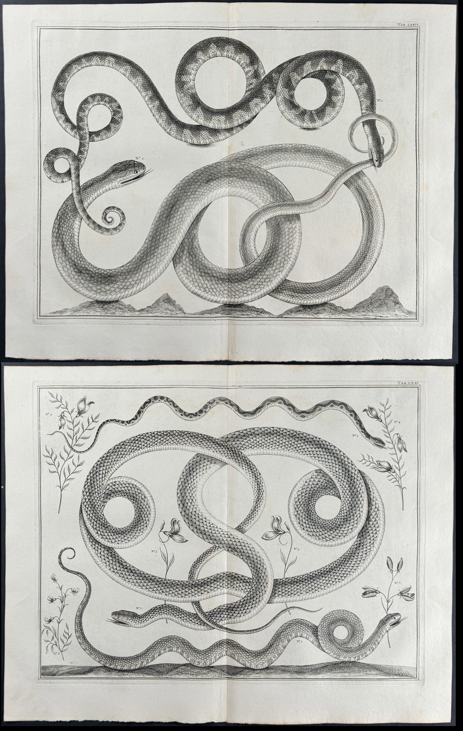 Seba - Pair of Engravings of Snakes, Plants: This artistically composed, scientific folio engraving is from Albertus Seba?s "Locupletissimi rerum naturalium thesauri accurata descriptio, et iconibus artificiosissimis expressio, per universam phy