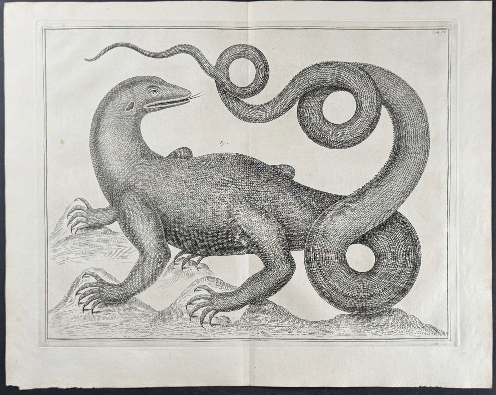 Seba - Dragon or Guiana Cayman Lizard: This artistically composed, scientific folio engraving is from Albertus Seba?s "Locupletissimi rerum naturalium thesauri accurata descriptio, et iconibus artificiosissimis expressio, per universam