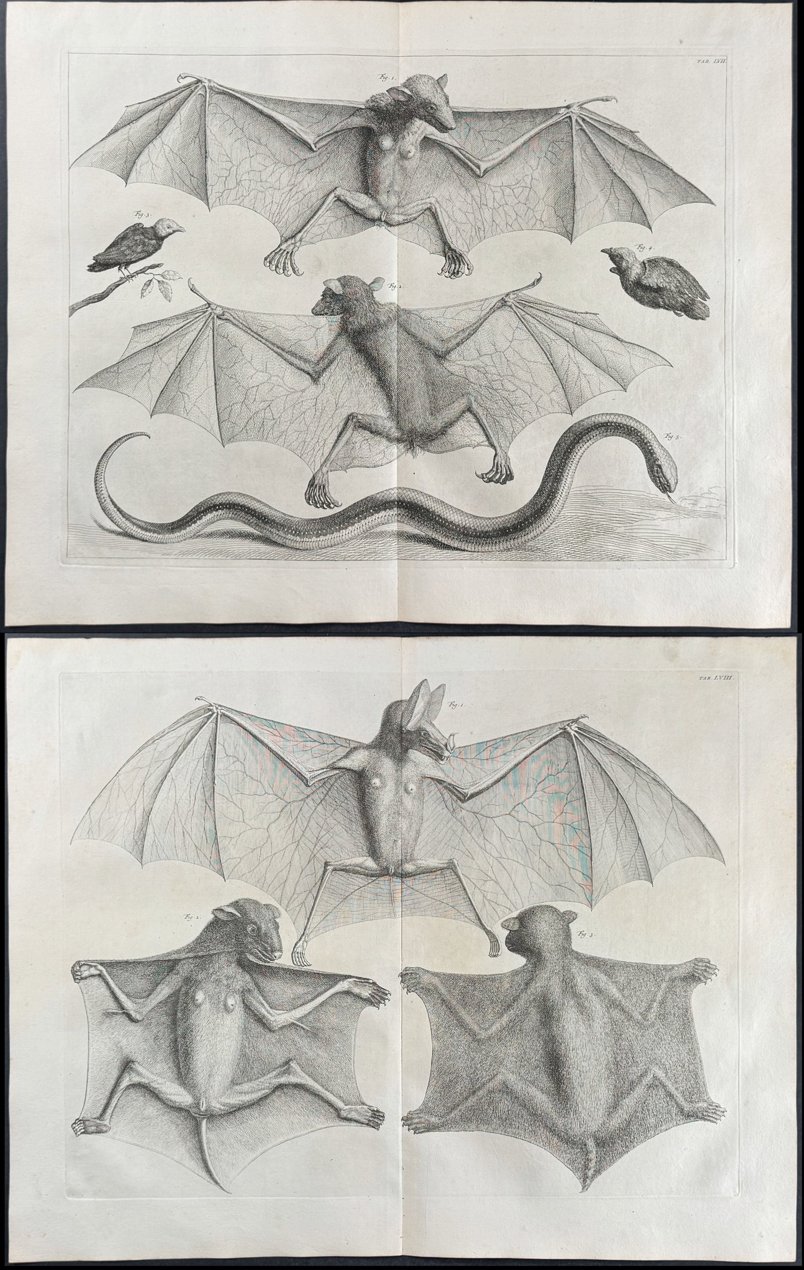 Seba - Pair of Engravings of Bats, Birds, Snake: This artistically composed, scientific folio engraving is from Albertus Seba?s "Locupletissimi rerum naturalium thesauri accurata descriptio, et iconibus artificiosissimis expressio, per universam