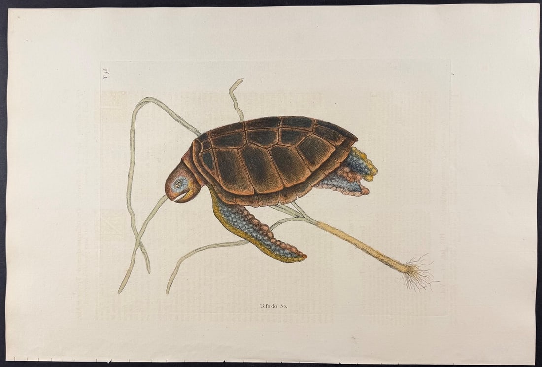 Catesby, Folio - Green Turtle with Turtle Grass. 2-38: We are pleased to offer this folio engraving from Mark Catesby?s "The Natural History of Carolina, Florida and the Bahama Islands: Containing the Figures of Birds, Beasts, Fishes, Serpents, Insects, a