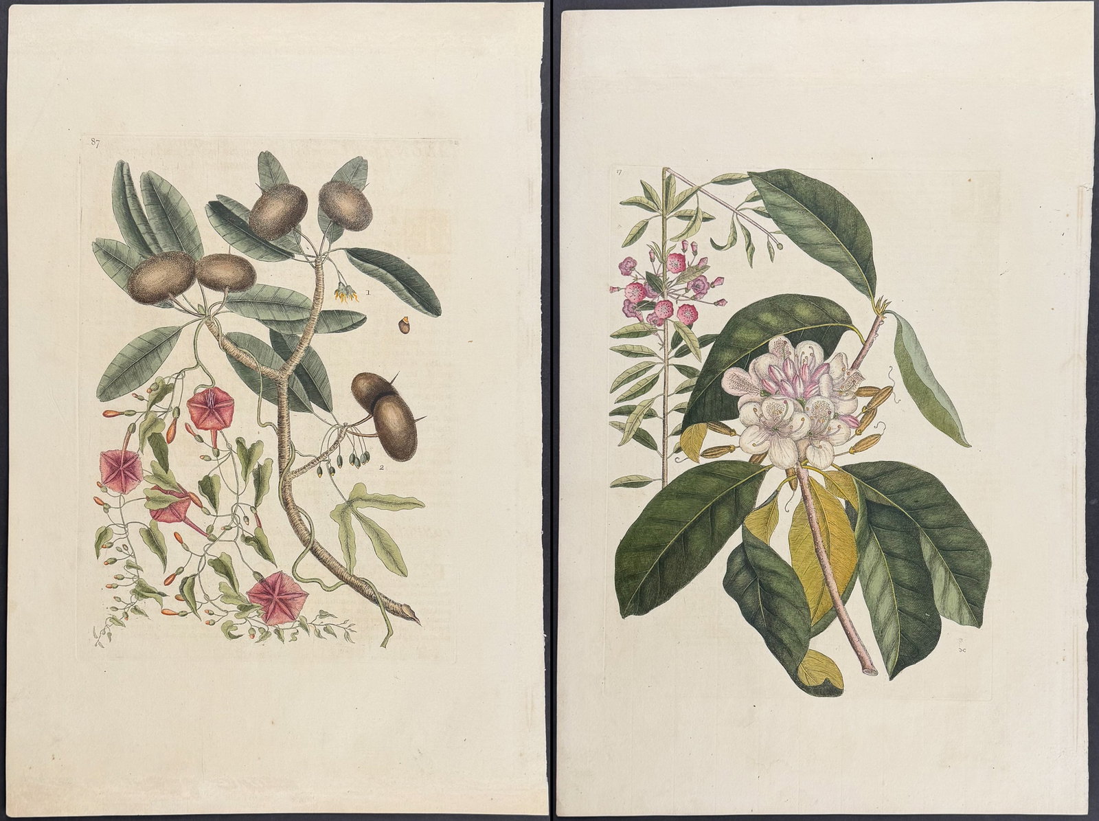 Catesby, Folio - Pair of Natural History Engravings: Included in this lot: Sapadillo Tree (Wild Dilly) & Convolvulus. 2-87 Great Laurel & Narrow Leaved Laurel. Sup-17 Description of the work: We are pleased to offer this folio engraving from Mark