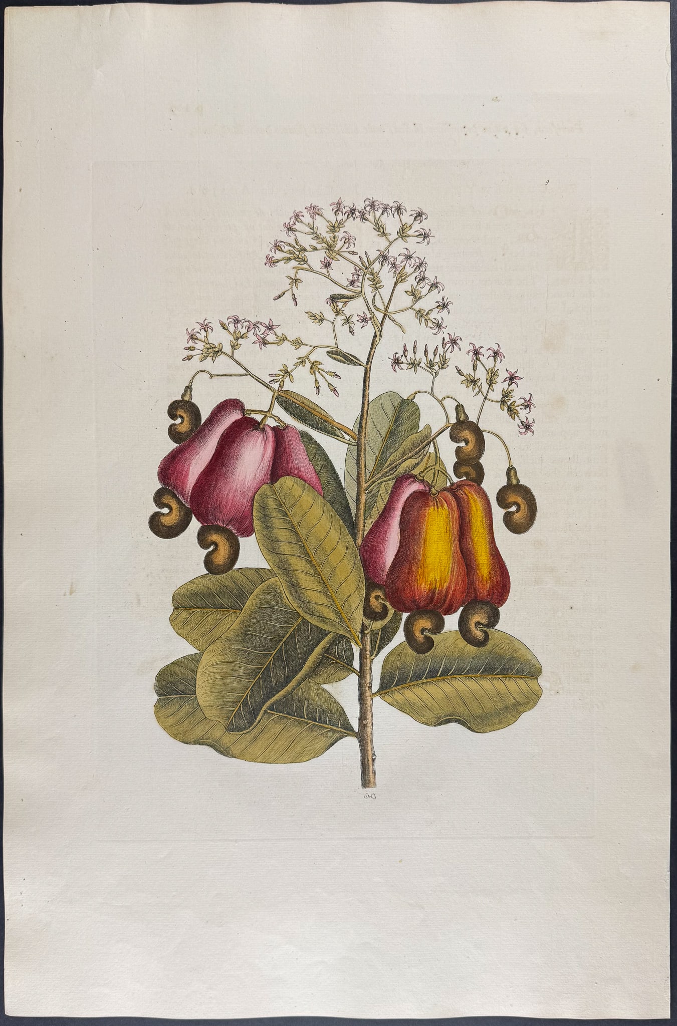Catesby, Folio - Cushew Tree (Cashew). Sup-9: We are pleased to offer this folio engraving from Mark Catesby?s "The Natural History of Carolina, Florida and the Bahama Islands: Containing the Figures of Birds, Beasts, Fishes, Serpents, Insects, a