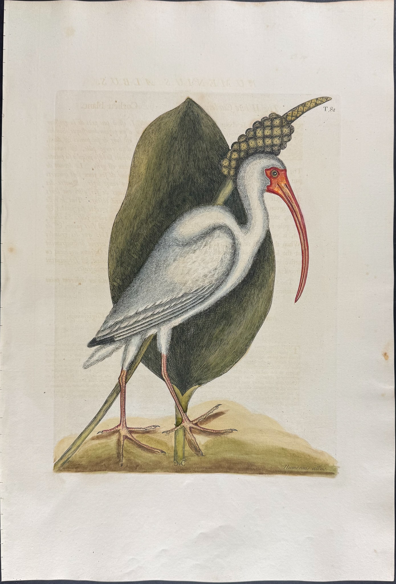Catesby, Folio - White Curlew. 1-82 (1 of 1)