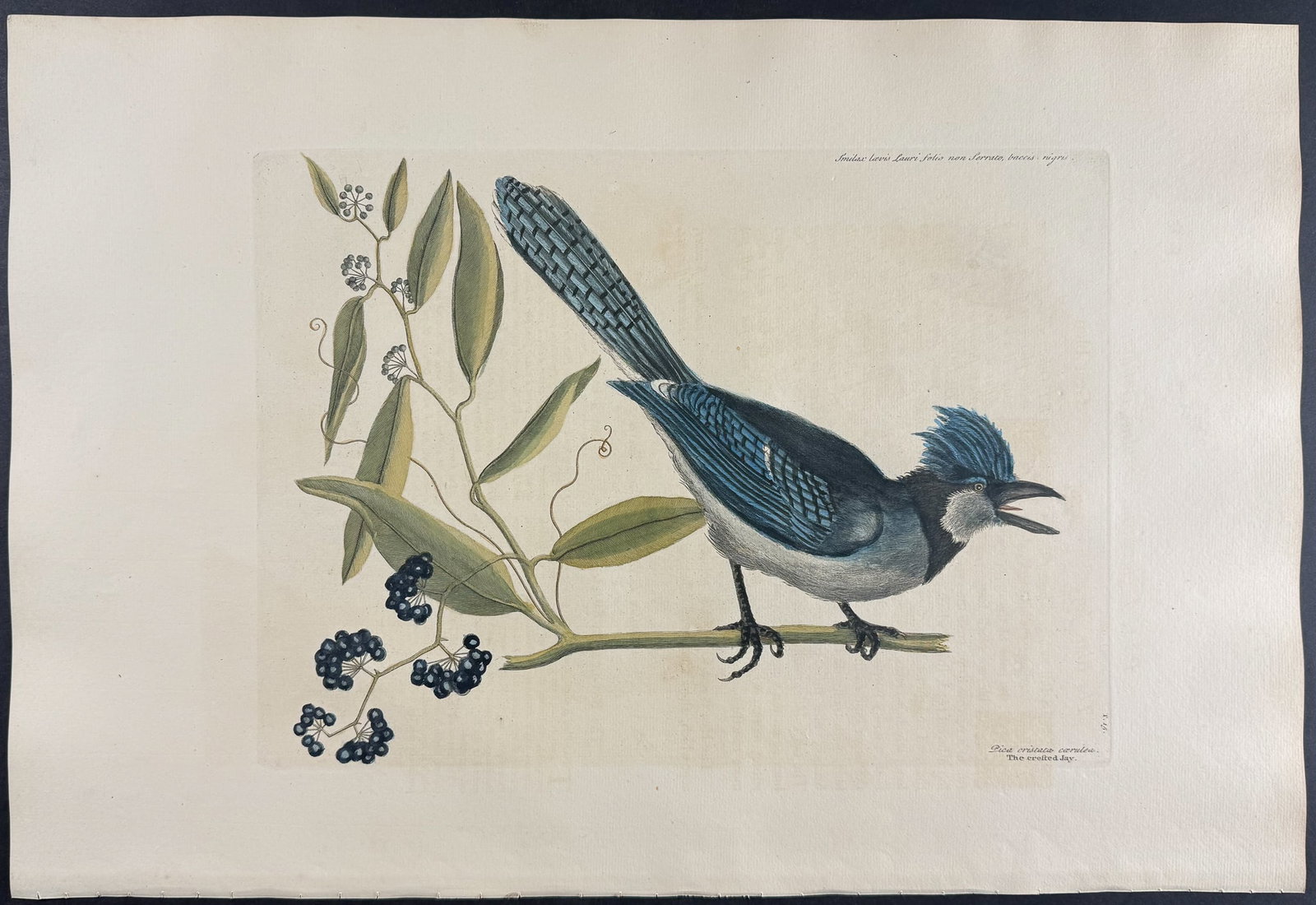 Catesby, Folio - Blue Jay with Bay leaved Smilax. 1-15: We are pleased to offer this folio engraving from Mark Catesby?s "The Natural History of Carolina, Florida and the Bahama Islands: Containing the Figures of Birds, Beasts, Fishes, Serpents, Insects, a