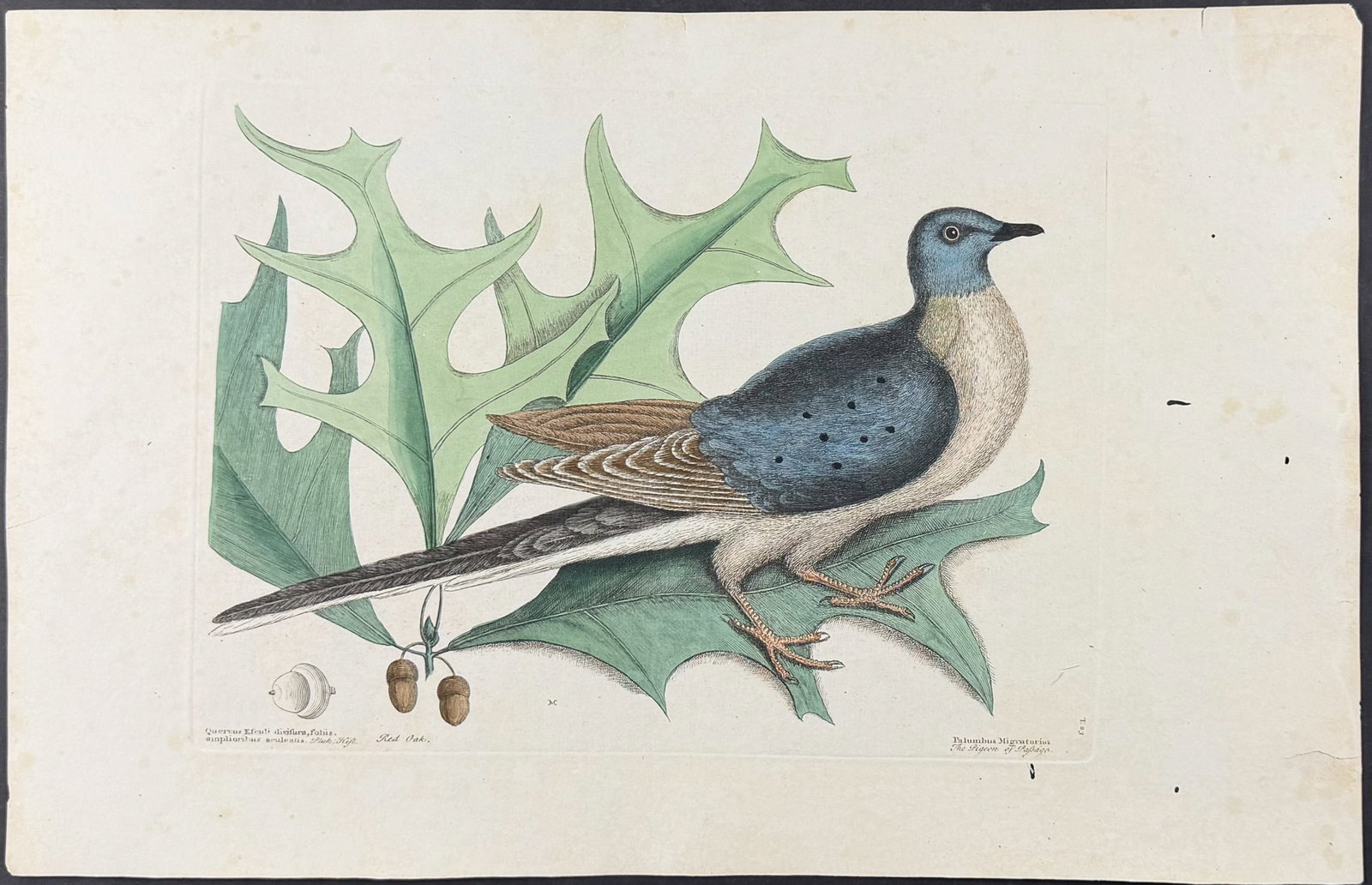 Catesby, Folio - Pigeon of Passage (Passenger Pigeon, extinct) with Red Oak. 1-23 (1 of 1)