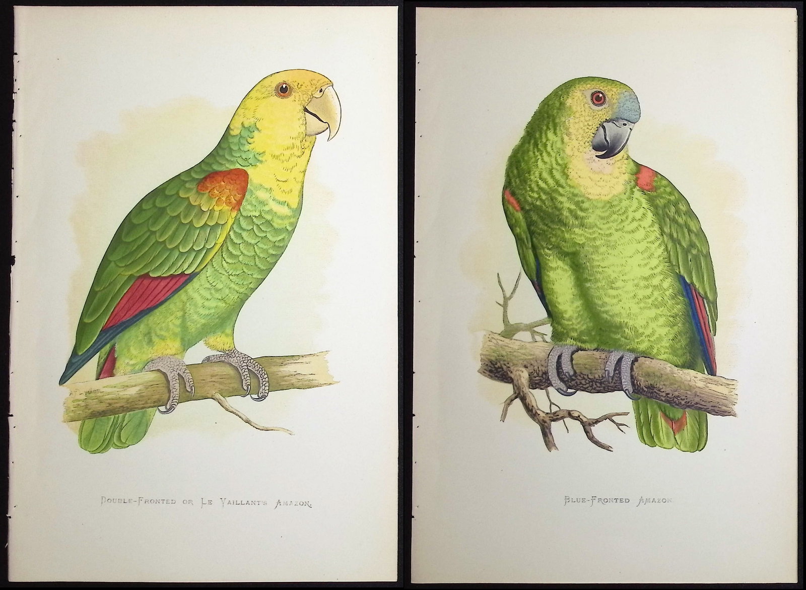 Greene - 6 Amazon Parrot Prints: Included in this lot: Mealy Amazon Yellow-naped Amazon Blue-fronted Amazon Dufresne's Amazon Parrot Double-fronted or Le Vaillant's Amazon Festive Amazon Parrot Description of the work: This alluring 