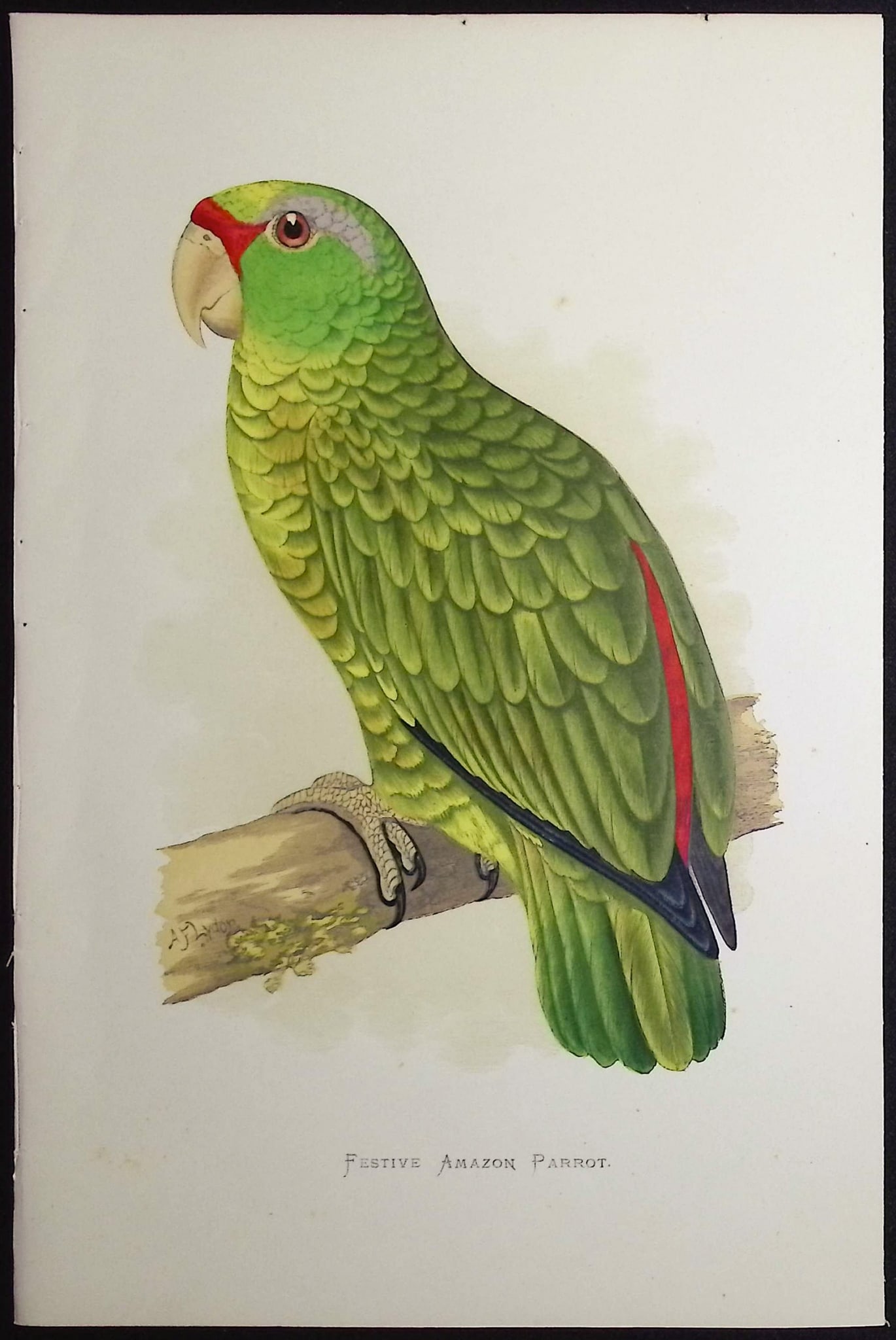 Greene - 6 Amazon Parrot Prints - 2