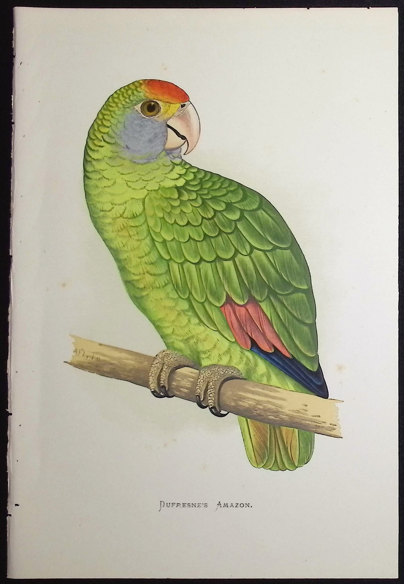 Greene - 6 Amazon Parrot Prints - 3