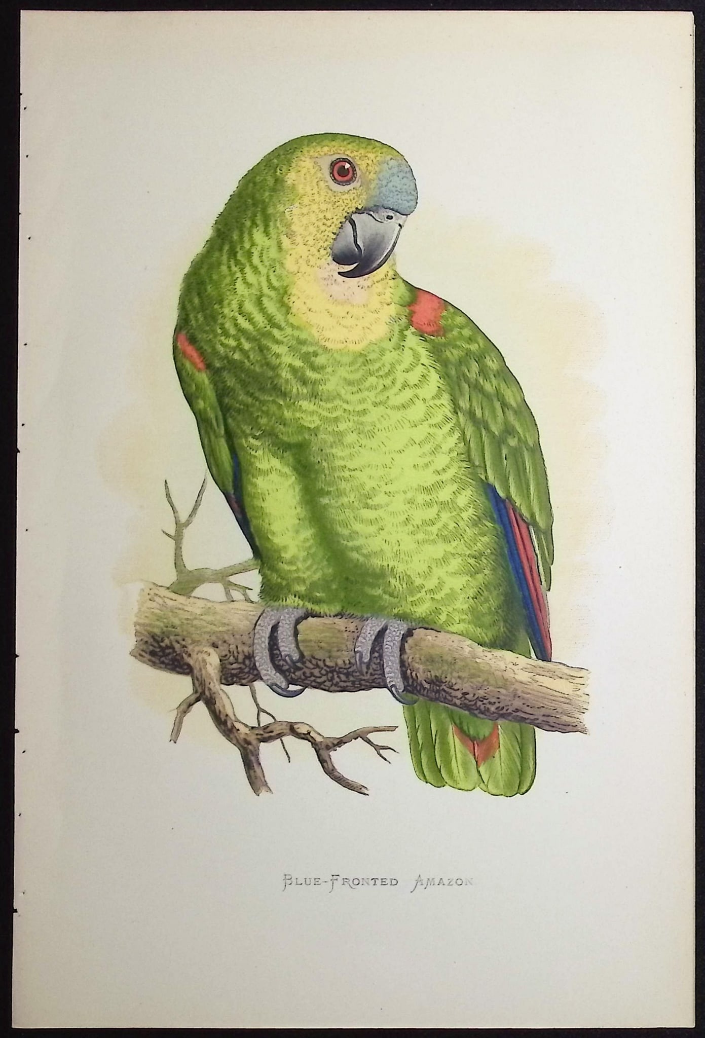 Greene - 6 Amazon Parrot Prints - 4