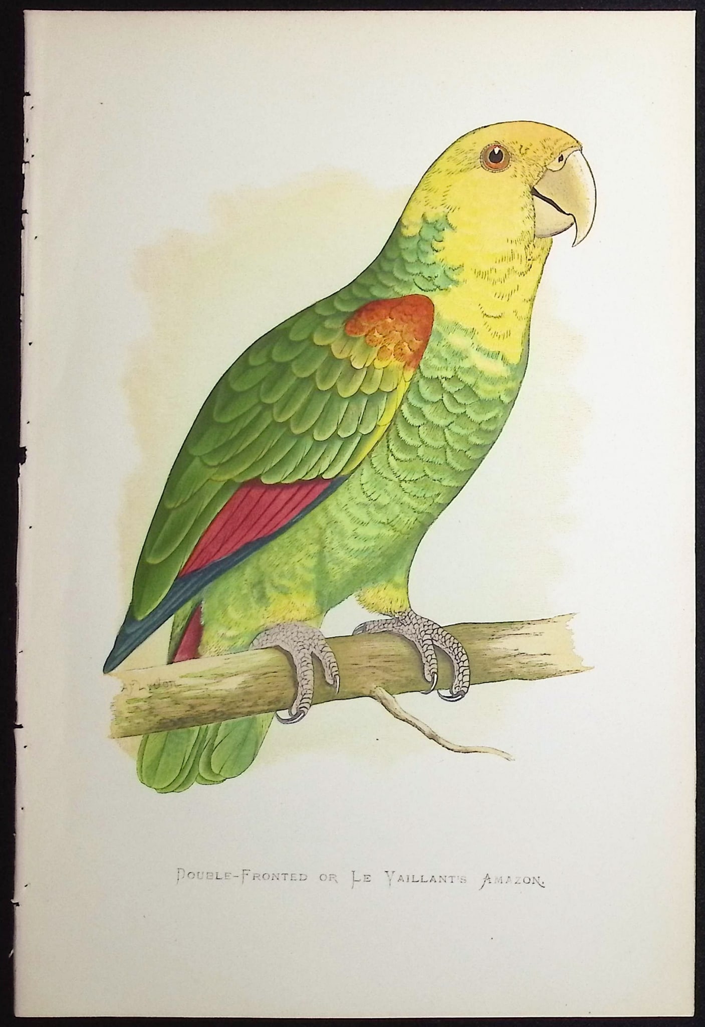 Greene - 6 Amazon Parrot Prints - 5