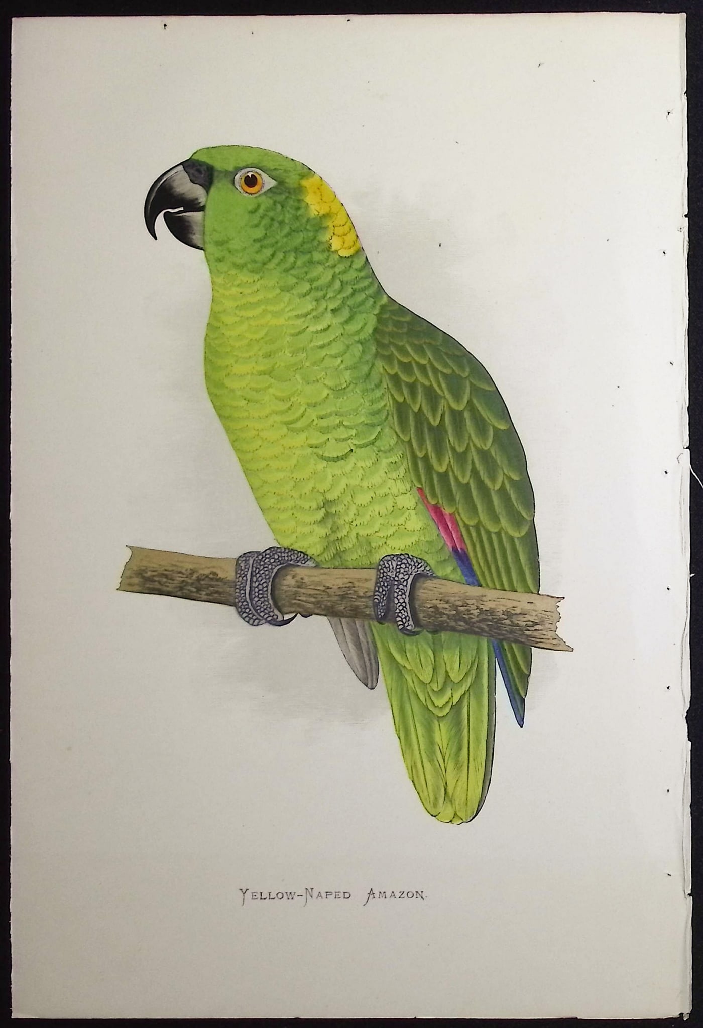Greene - 6 Amazon Parrot Prints - 6