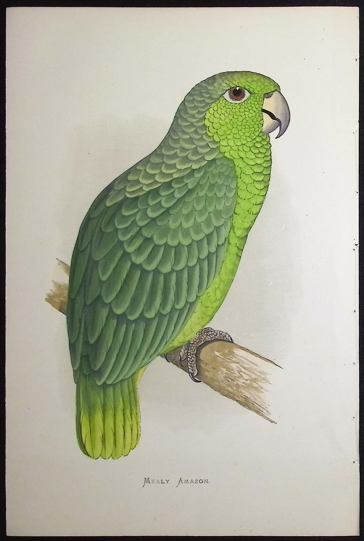 Greene - 6 Amazon Parrot Prints - 7