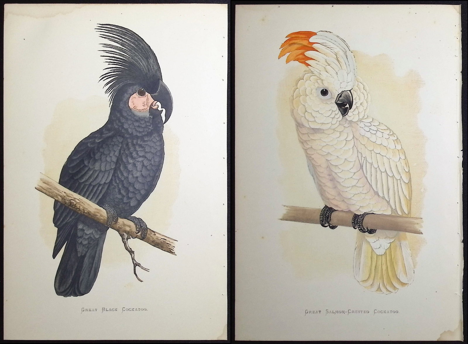 Greene - 3 Cockatoo Prints (1 of 4)