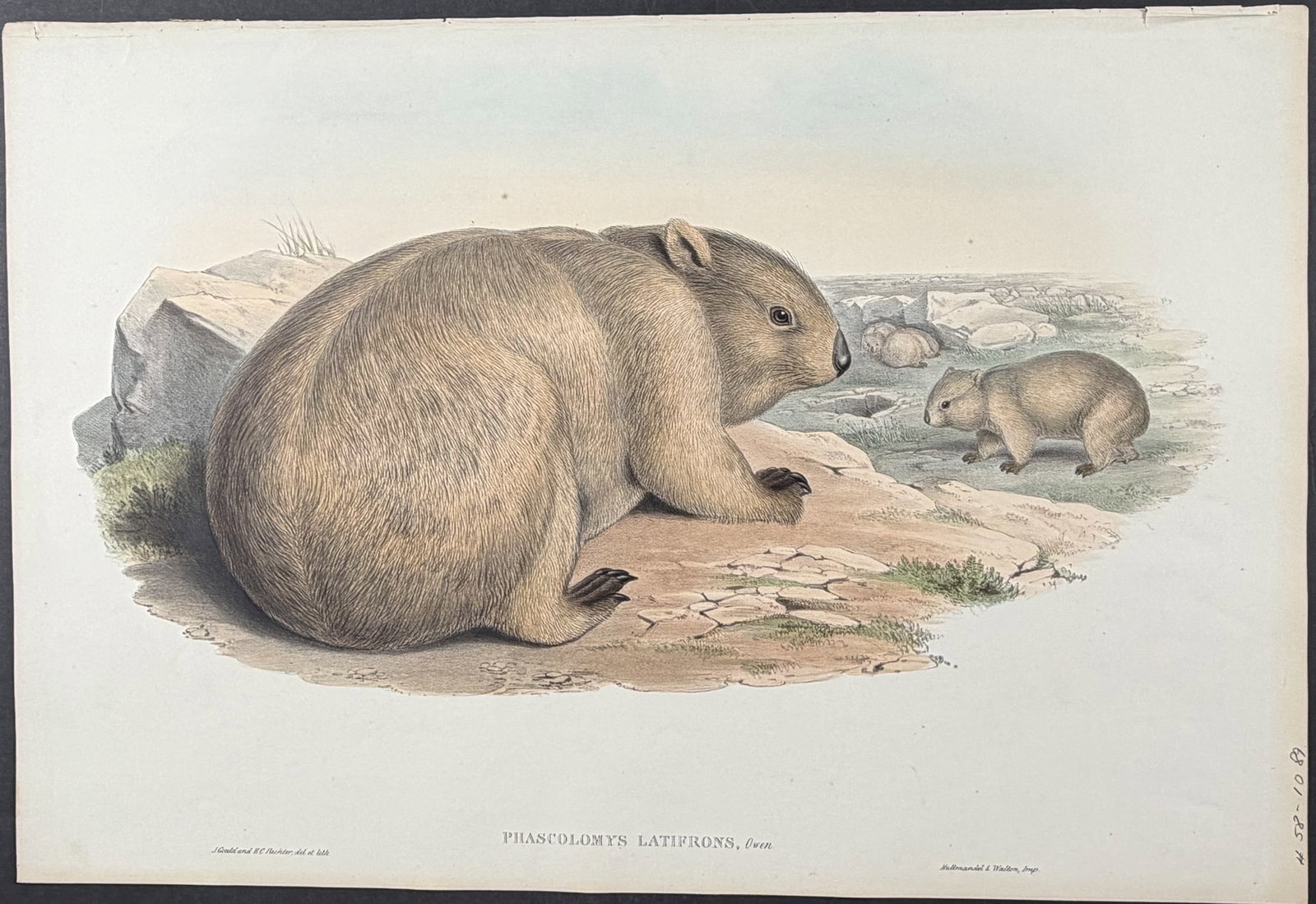 Gould, Australia - Southern Hairy-nosed Wombat [Phascolomys Latifrons] (1 of 1)