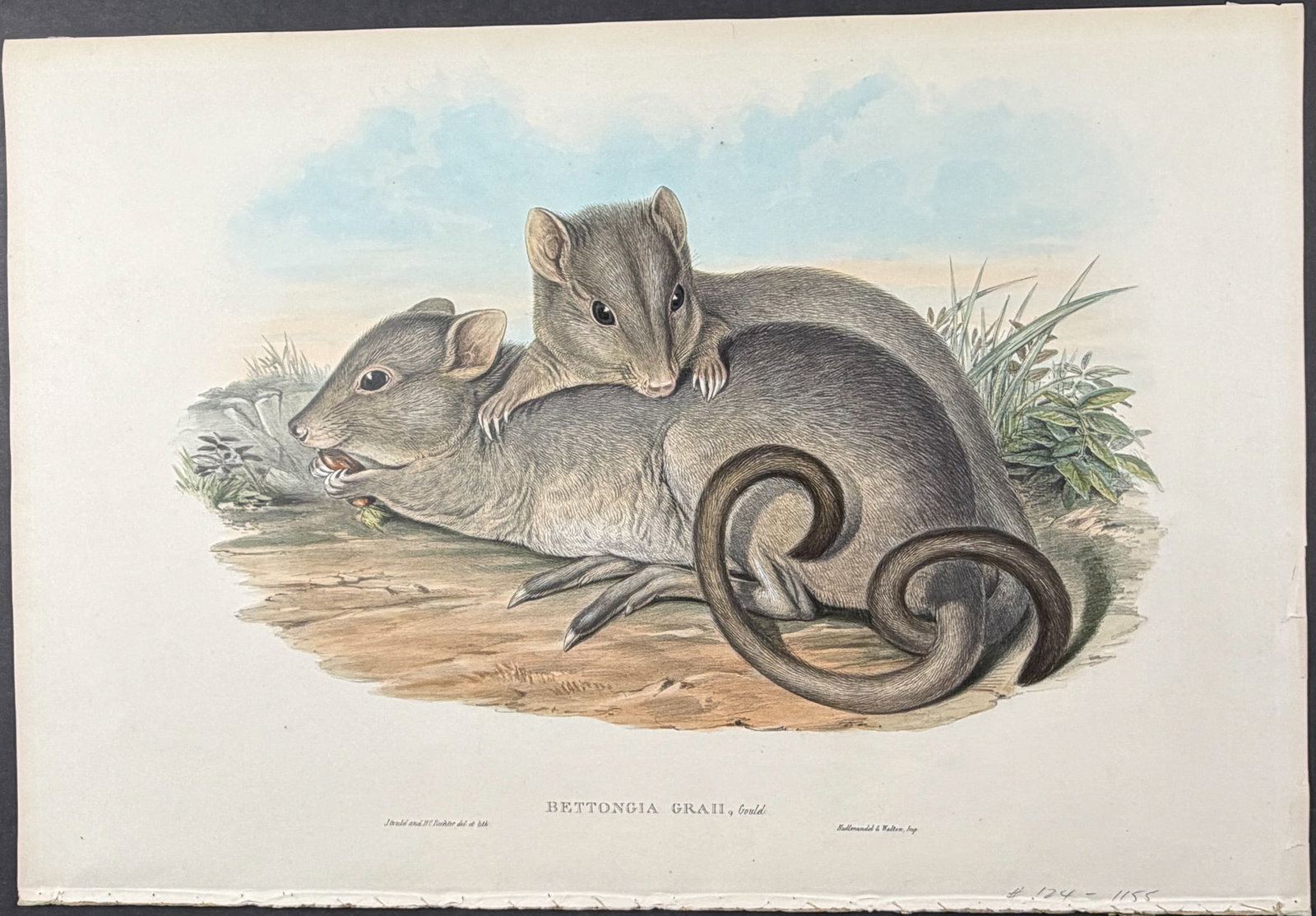 Gould, Australia - Mainland Boodie (Likley Extinct) (Burrowing Bettong or "Boodie") [Bettongia (1 of 1)