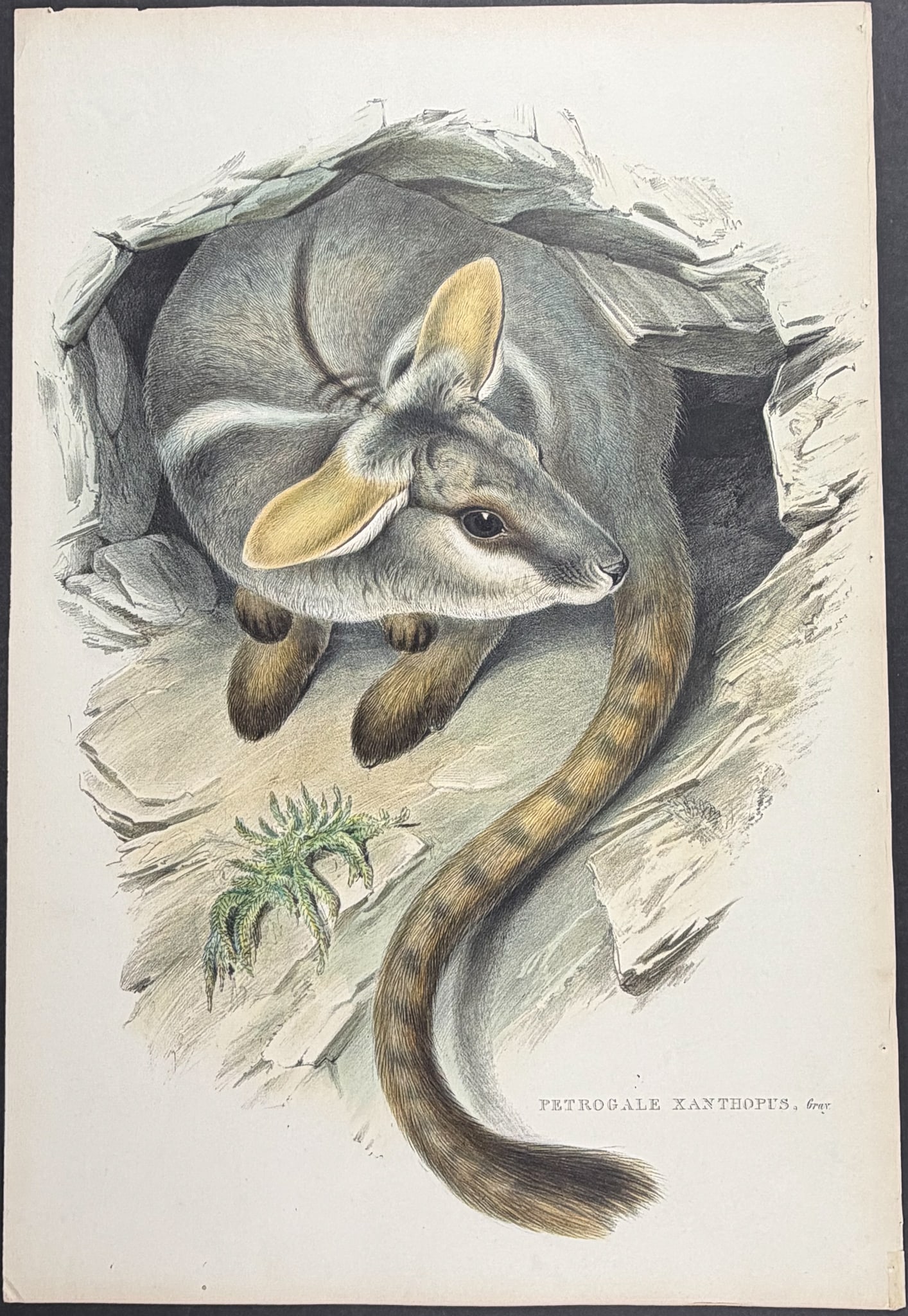 Gould, Australia - Yellow-footed Rock Wallaby [Petrogale Xanthopus] (1 of 1)