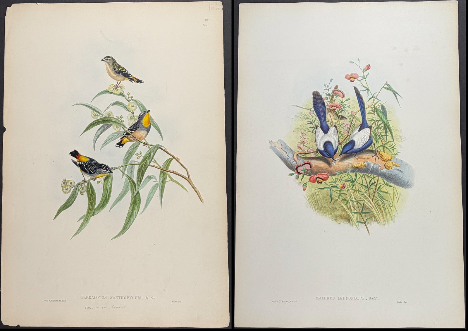 Gould, Australia - 5 Bird Lithographs (1 of 6)