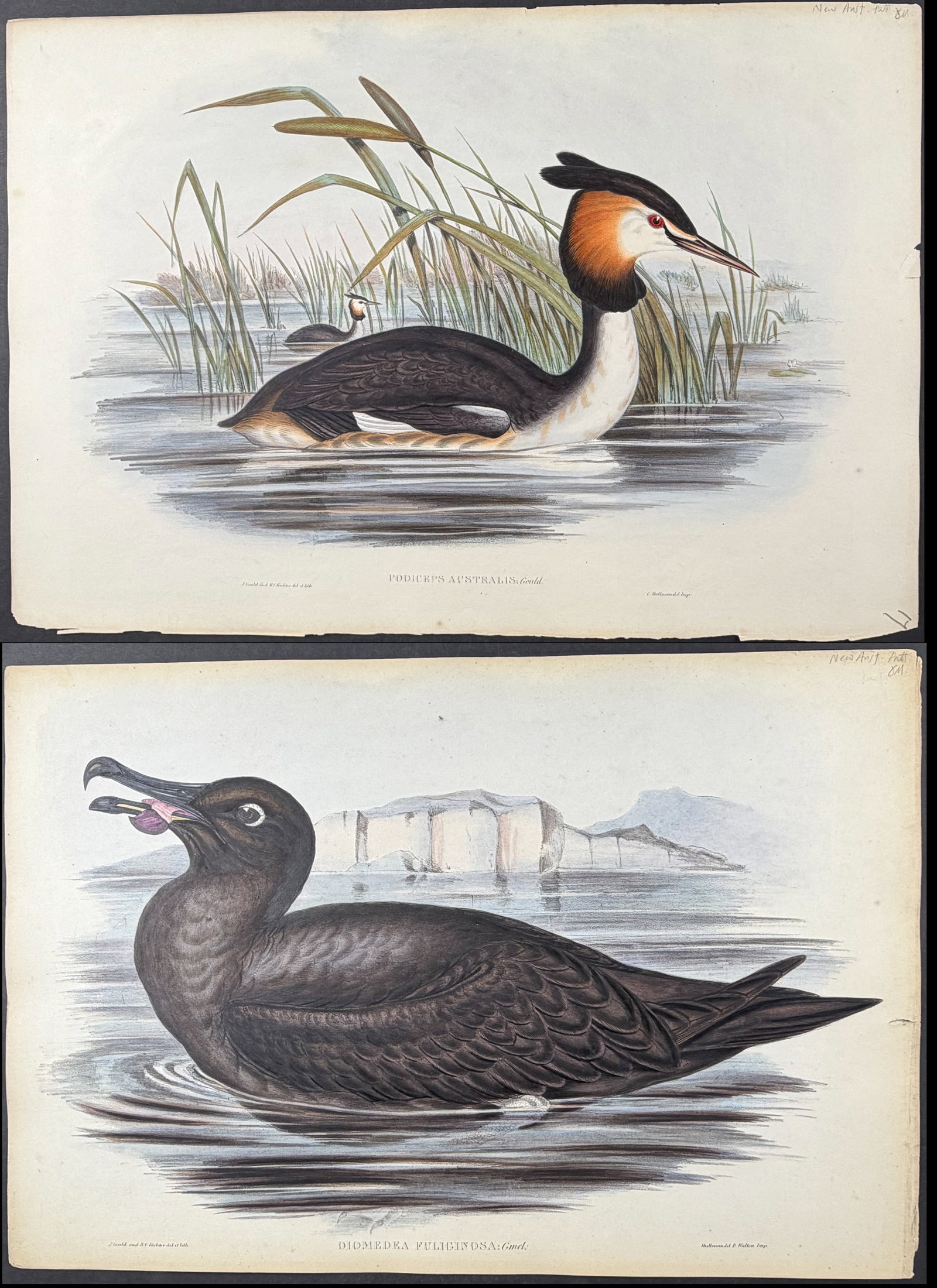 Gould, Australia - 7 Bird Lithographs (1 of 8)