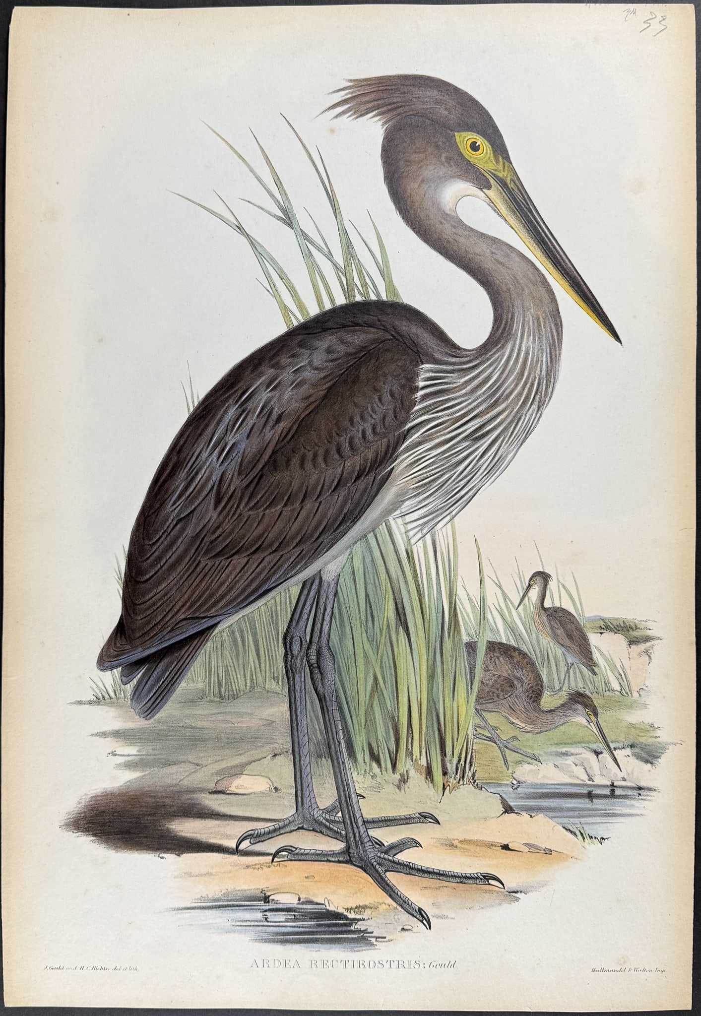Gould, Australia - Striated Heron [Ardea Rectirostris] (1 of 1)