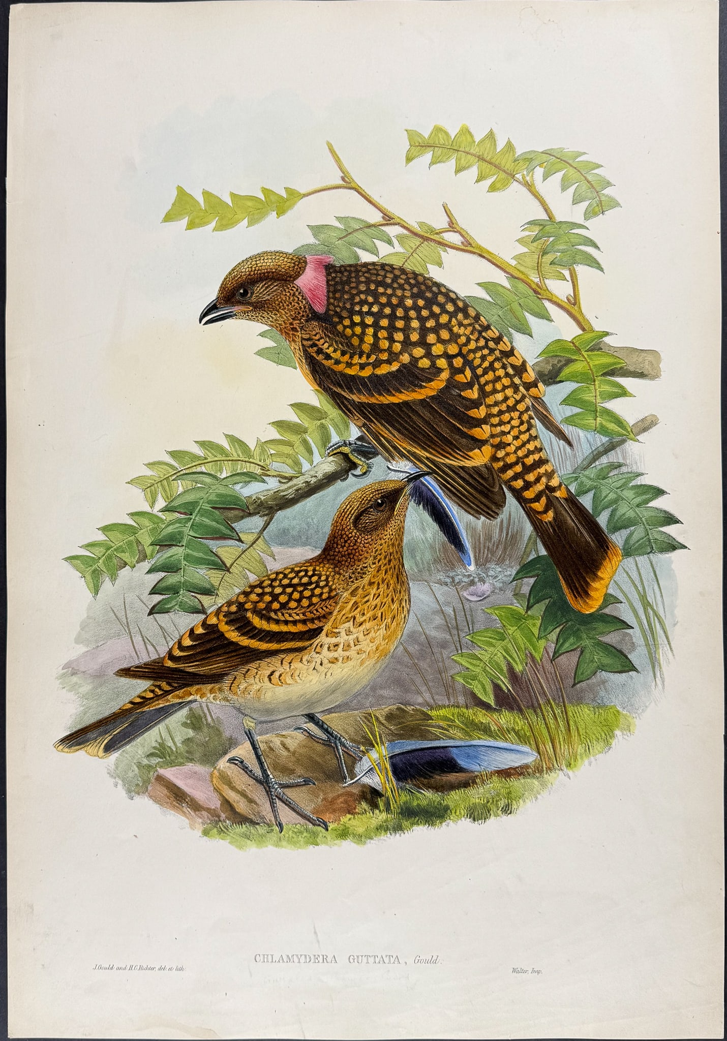 Gould, Australia - Spotted Bowerbird [Chlamydera Guttata] (1 of 1)