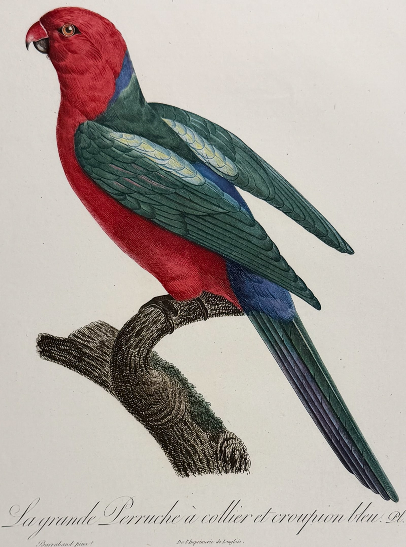 Barraband, Folio - Australian King Parrot. 55 (1 of 2)