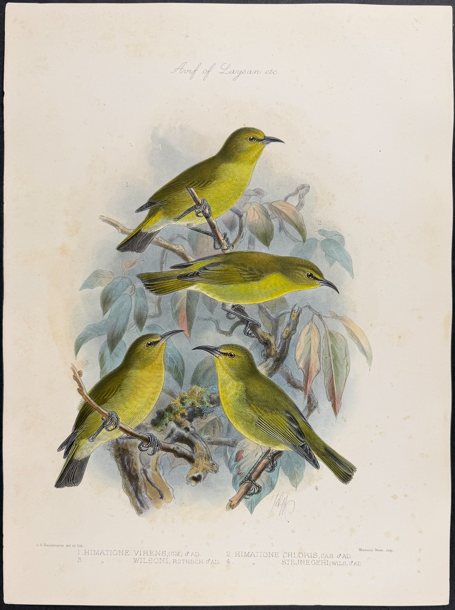 Rothschild & Keulemans, Hawaii - 'Apapane or Honeycreeper [Himatione Virens, H. Chloris, H. Wilsoni, (1 of 1)
