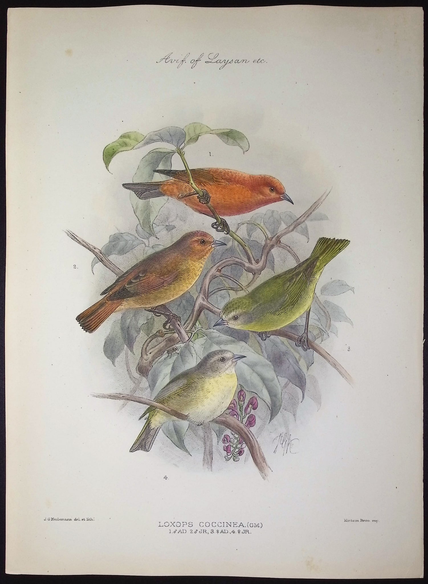 Rothschild & Keulemans, Hawaii - 'Akepa [Loxops Coccinea] (1 of 1)