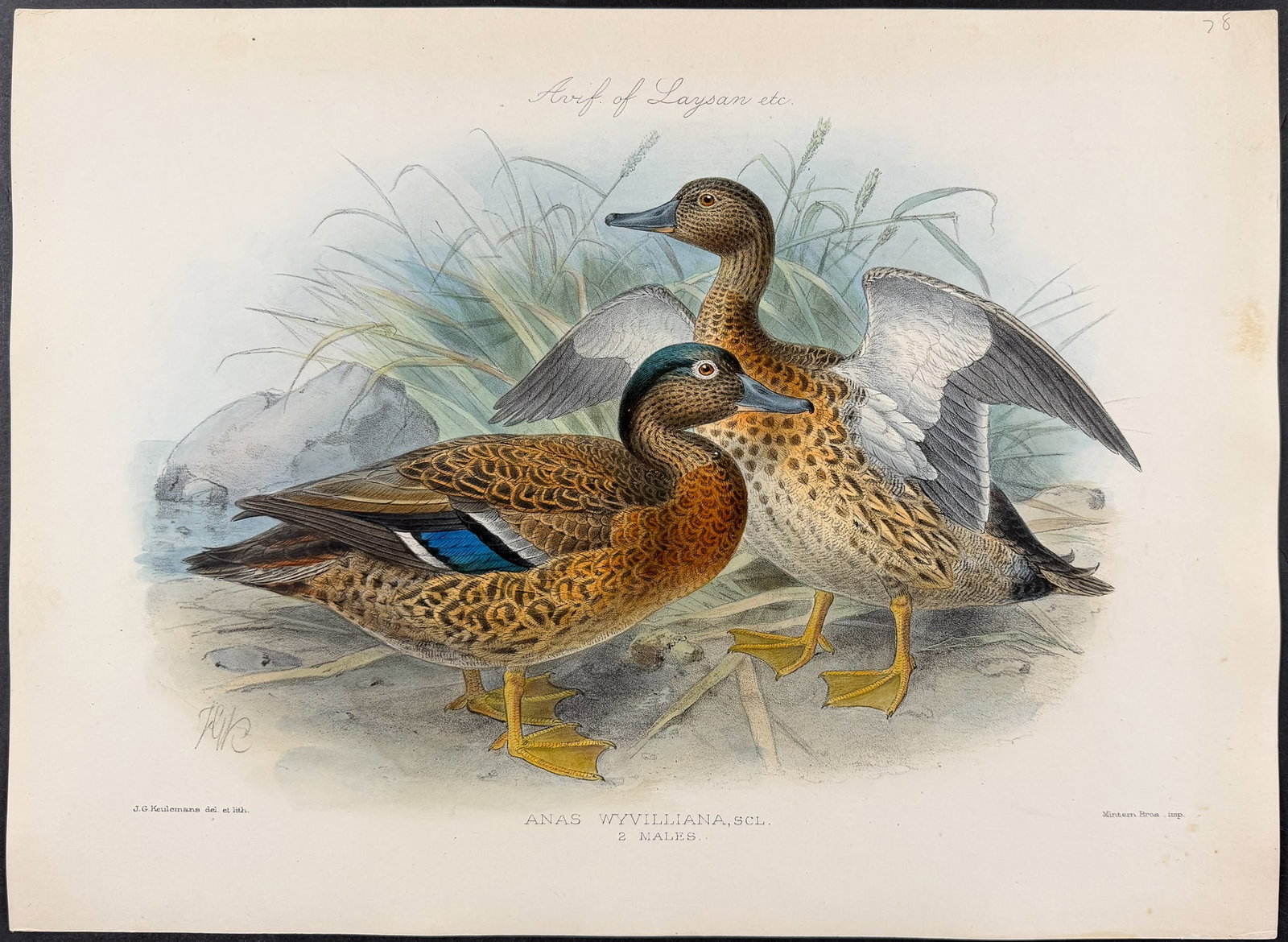 Rothschild & Keulemans, Hawaii - Koloa or Hawaiian Duck [Anas Wyvilliana] (1 of 1)