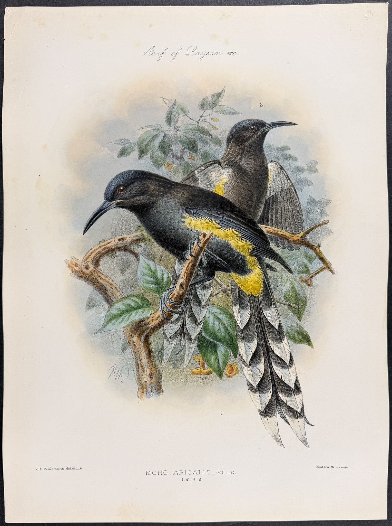 Rothschild & Keulemans, Hawaii - O'ahu 'o'o or Honeyeater (Extinct) [Moho Apicalis] (1 of 1)