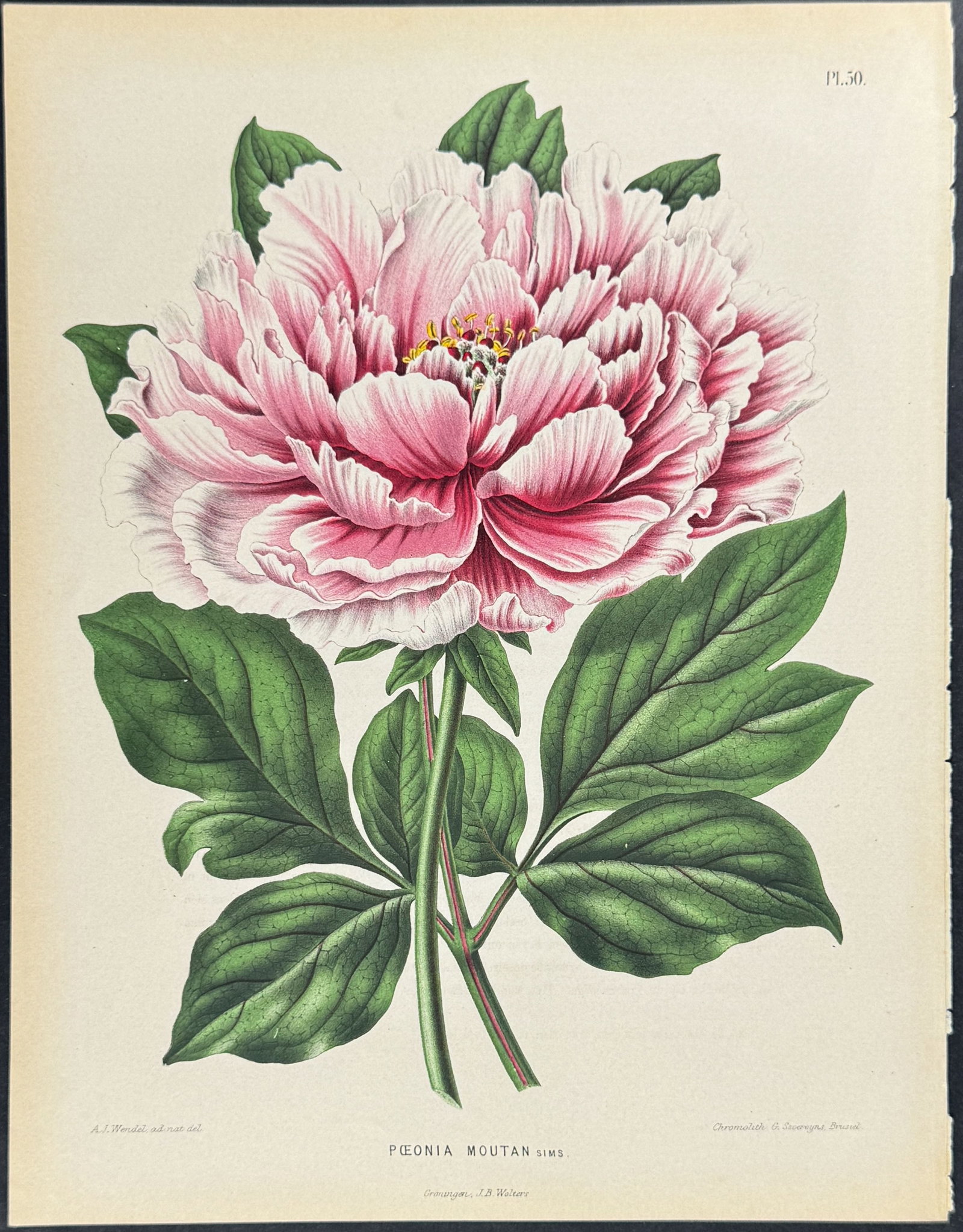 Witte - Peony: This charming botanical chromolithograph is from Heinrich Witte's Flora. Afbeeldingen en beschrijvingen van boomen, heesters, ??njarige planten, enz., voorkomende in de Nederlandsche tuinen.