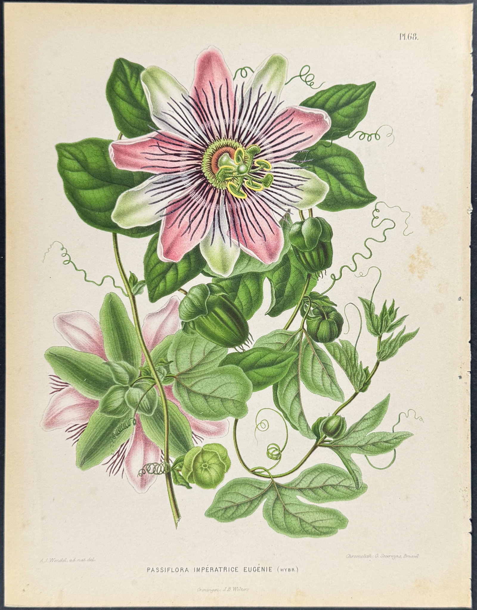 Witte - Passion Flower: This charming botanical chromolithograph is from Heinrich Witte's Flora. Afbeeldingen en beschrijvingen van boomen, heesters, ??njarige planten, enz., voorkomende in de Nederlandsche tuinen. Oorspronk