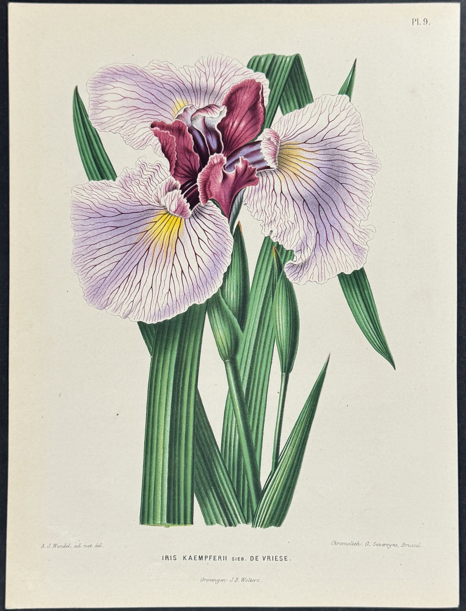 Witte - Iris: This charming botanical chromolithograph is from Heinrich Witte's Flora. Afbeeldingen en beschrijvingen van boomen, heesters, ??njarige planten, enz., voorkomende in de Nederlandsche tuinen. Oorspronk
