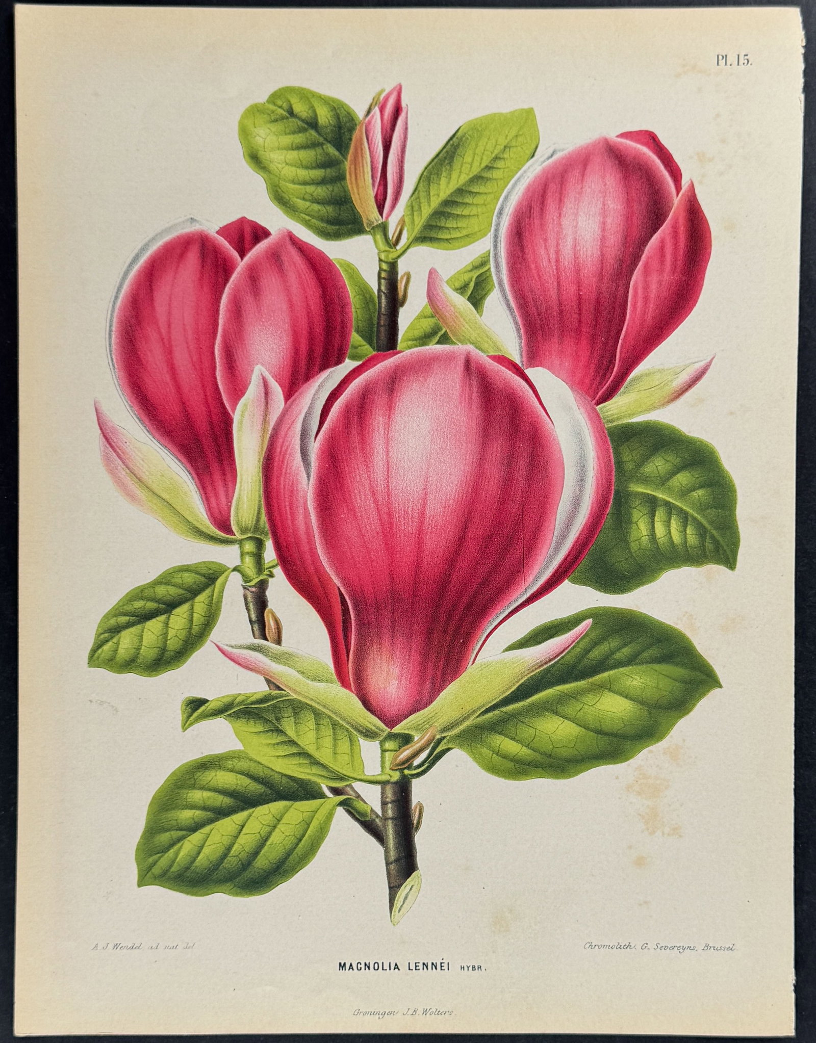 Witte - Magnolia: This charming botanical chromolithograph is from Heinrich Witte's Flora. Afbeeldingen en beschrijvingen van boomen, heesters, ??njarige planten, enz., voorkomende in de Nederlandsche tuinen.