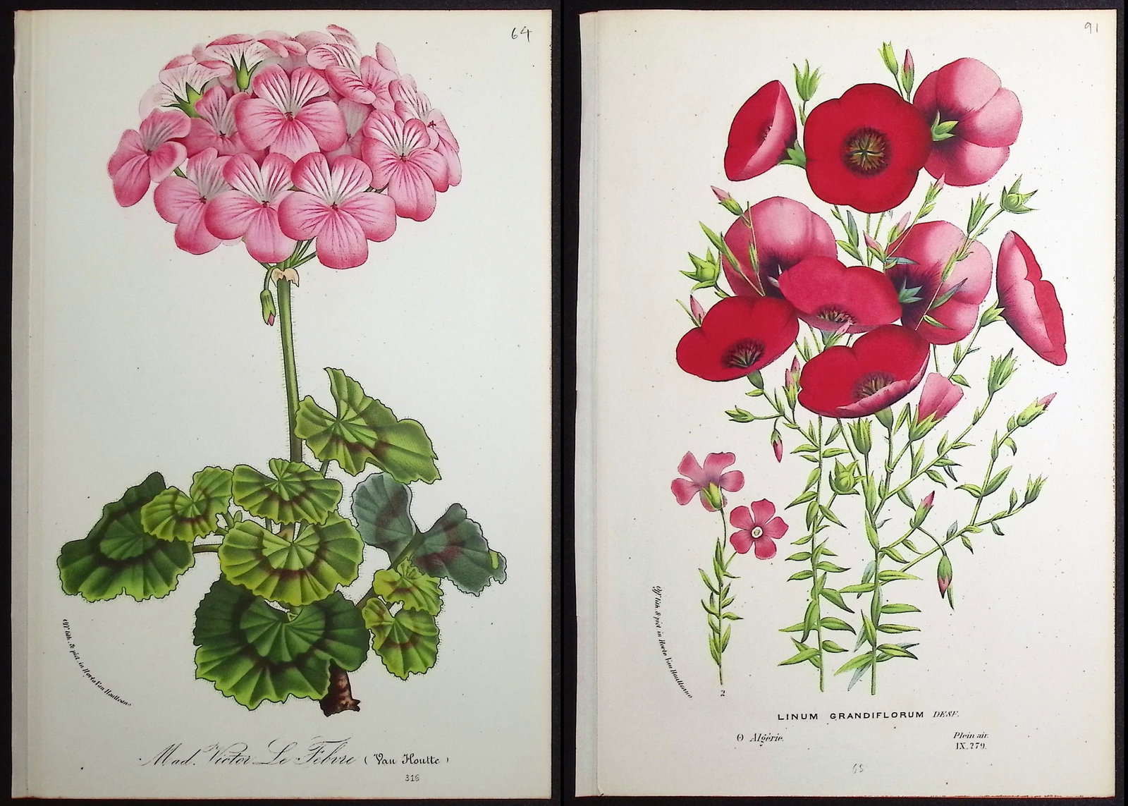 Van Houtte - 9 Botanical Prints (1 of 10)