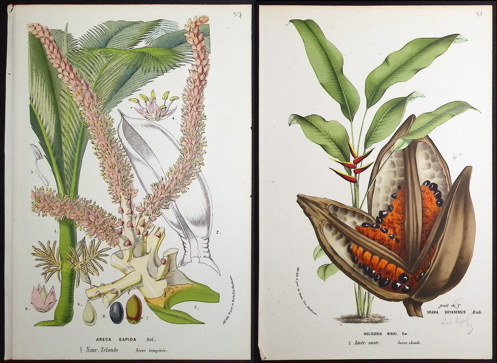 Van Houtte - 3 Palm Tree Prints (1 of 4)
